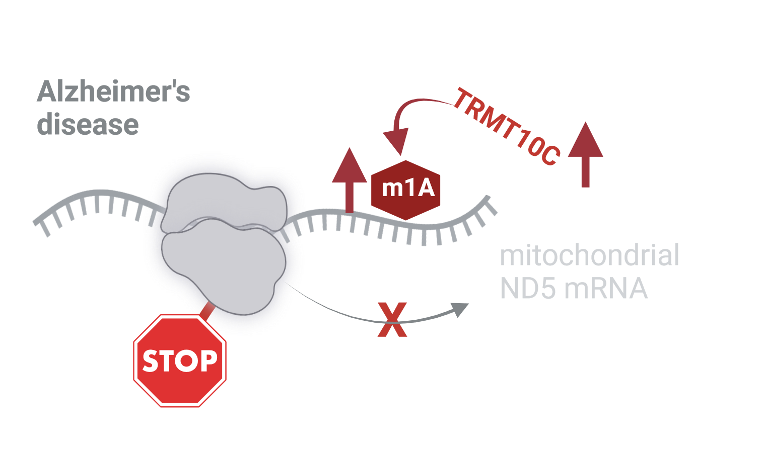 N1-methylation of adenosine (m1A) in ND5 mRNA leads to complex I dysfunction in Alzheimer’s disease