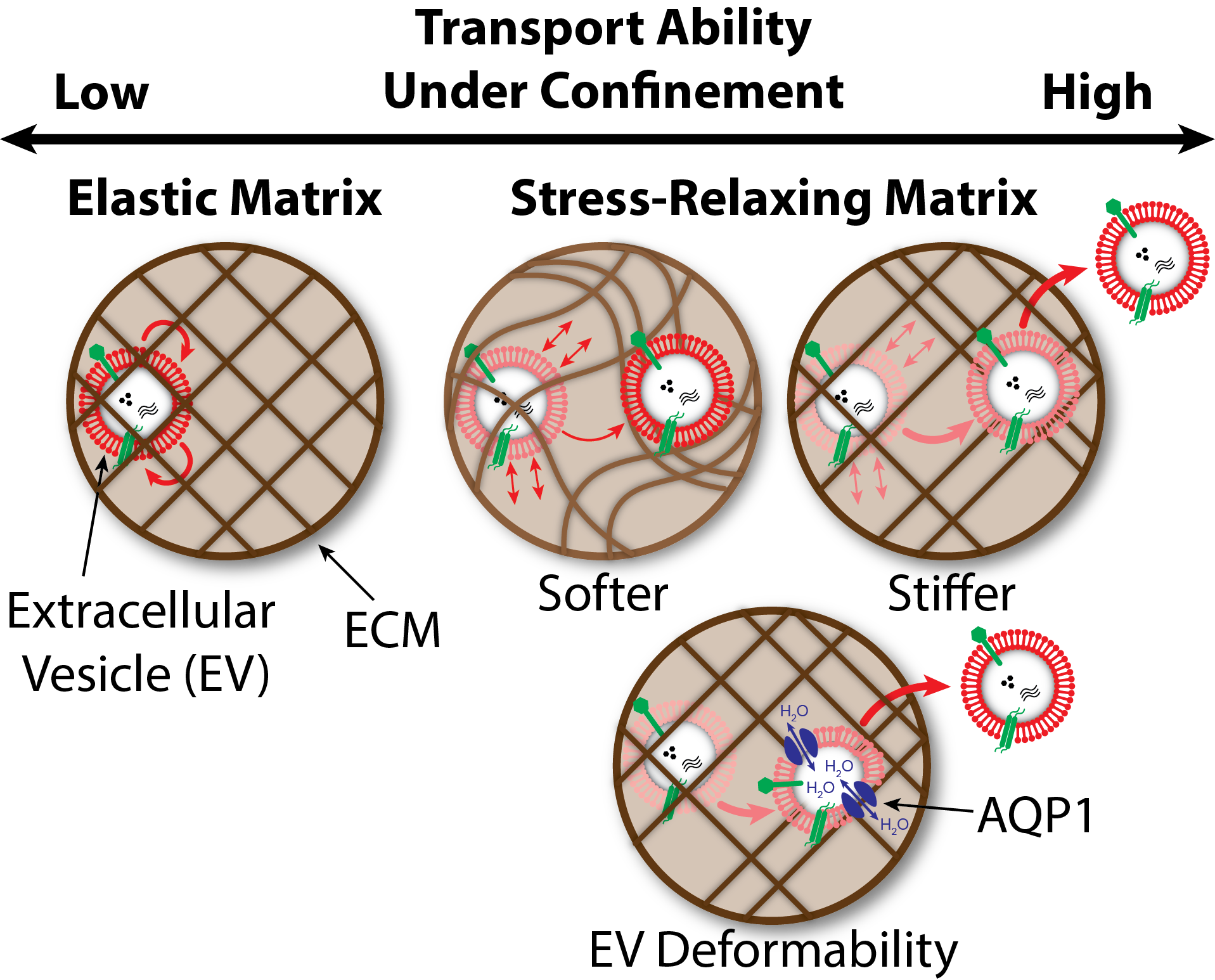Extracellular vesicles cruise through dense matrix