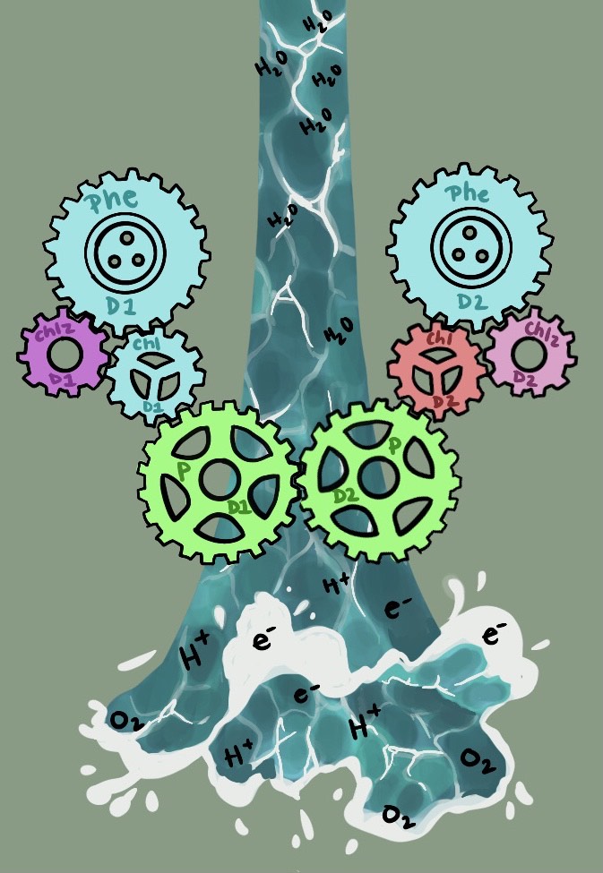The Green Machine: Photosynthesis as the Engine of Life