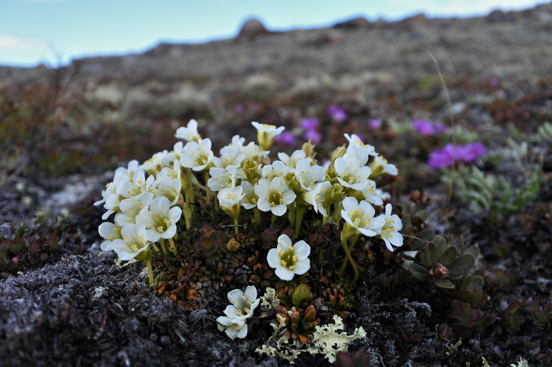 Tiny tundra plants and consistent trait-environment relationships