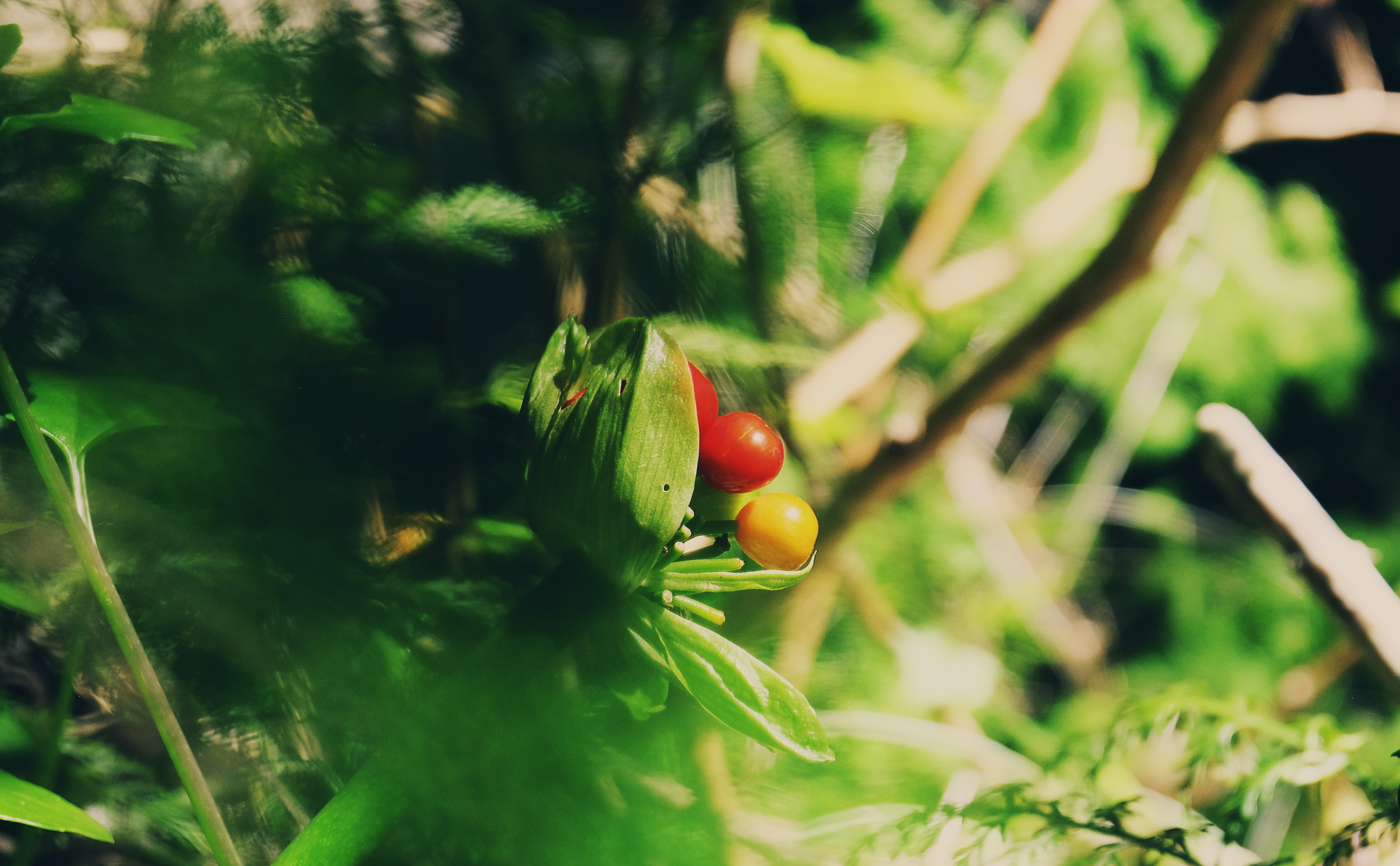 Job opportunity: Regional Forests and Climate Change Lead Central Africa