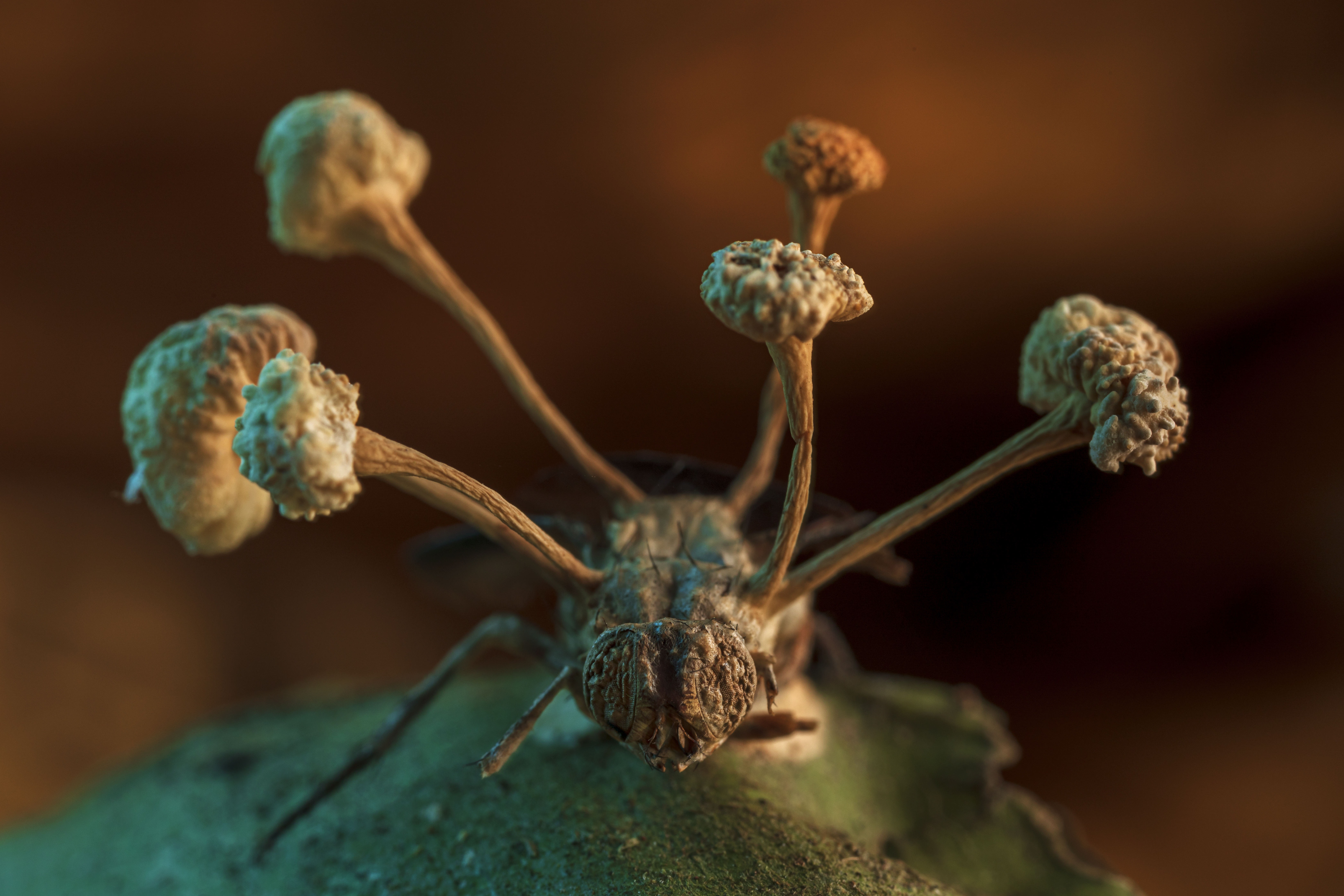 BMC Ecology and Evolution Image Competition 2022: the winning images!