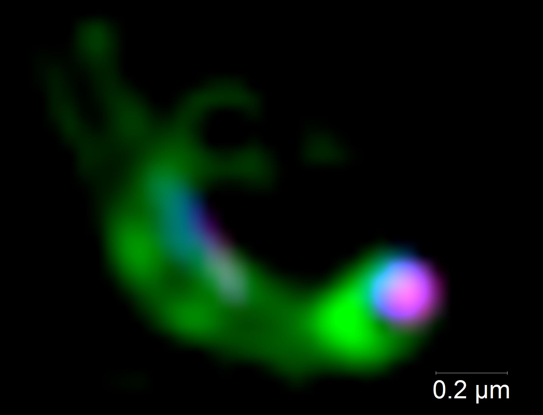 A sea of zombies! Viruses control the most abundant bacteria in the Ocean.