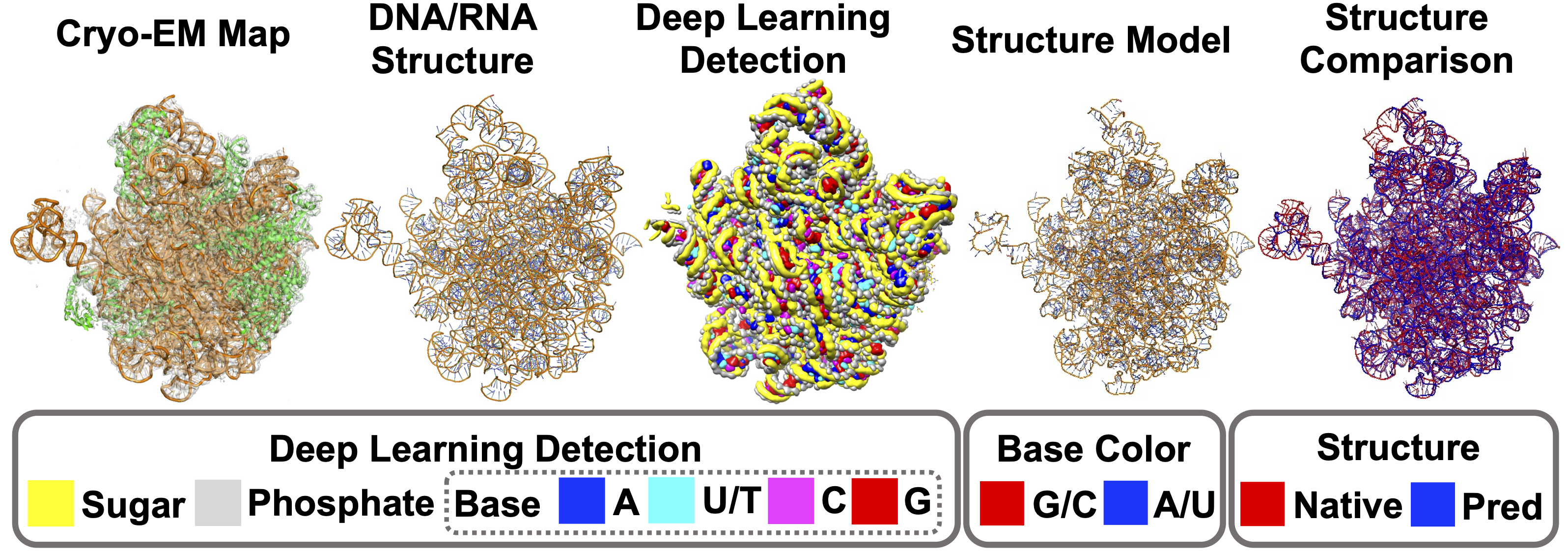 CryoREAD: a fully automated DNA–RNA structure modeling tool for cryo-EM maps