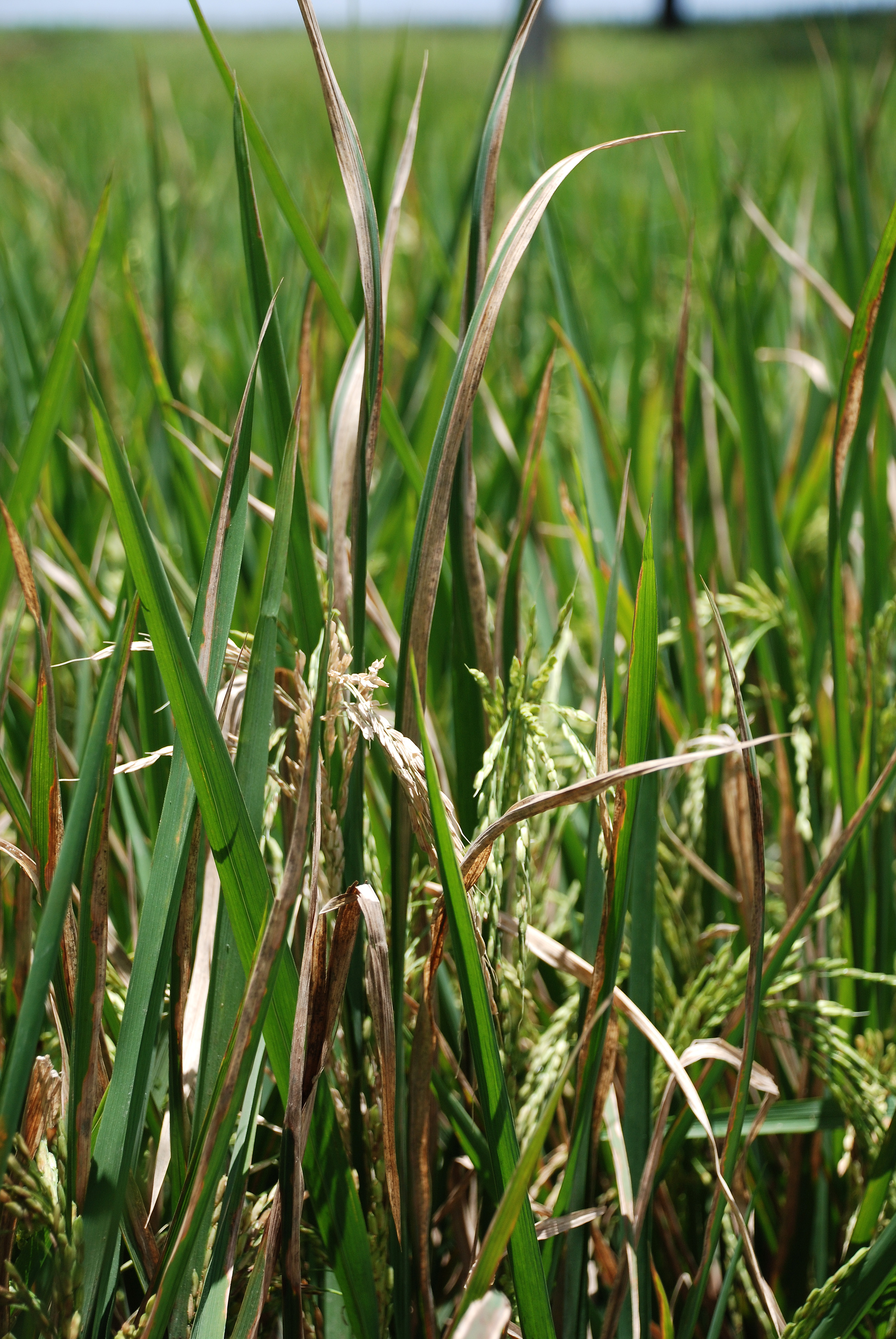 Modern agriculture pushed pathogens into a corner, so they had to fight back.