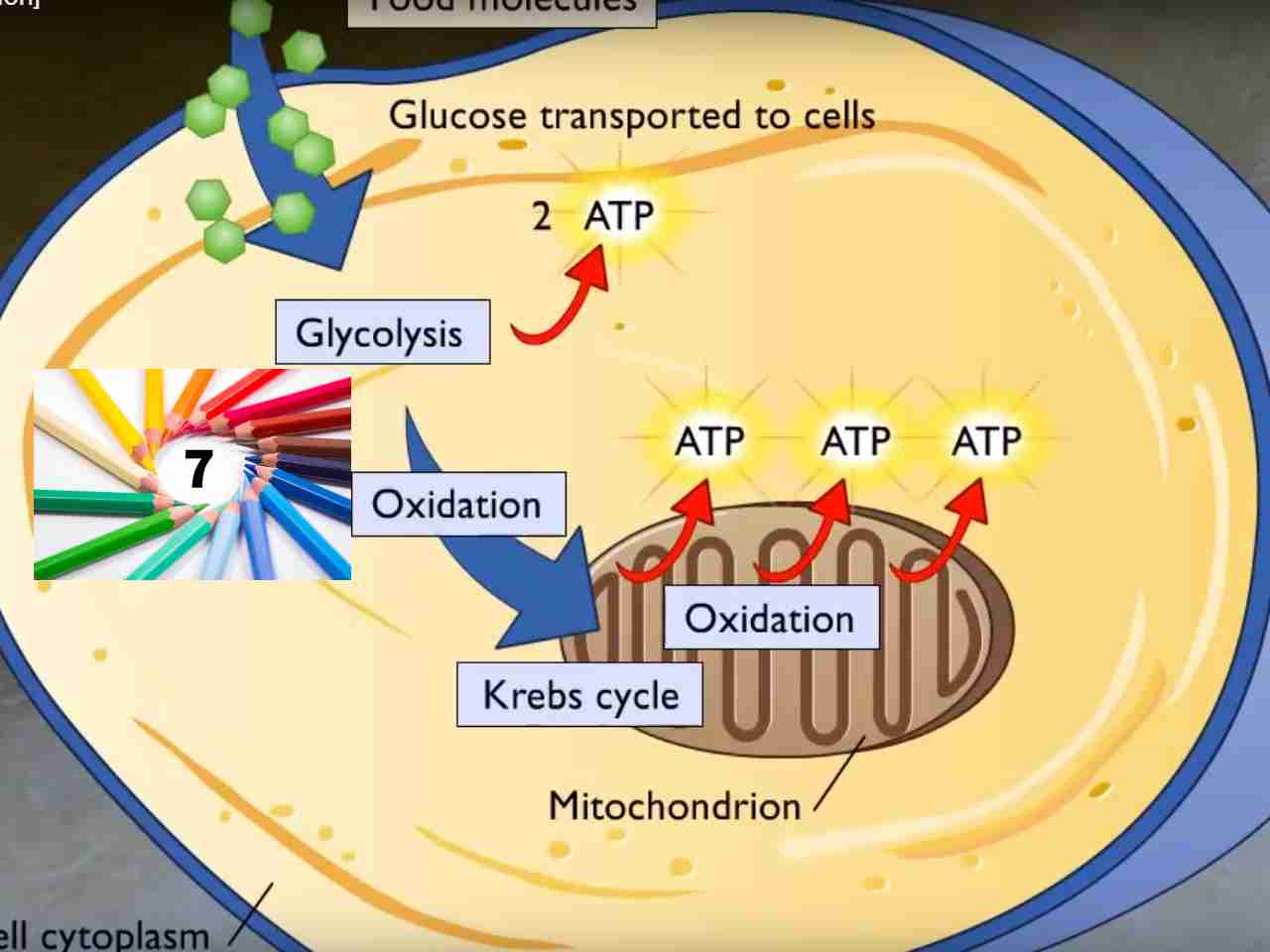 Biology animations in YouTube channel by McGraw-Hill