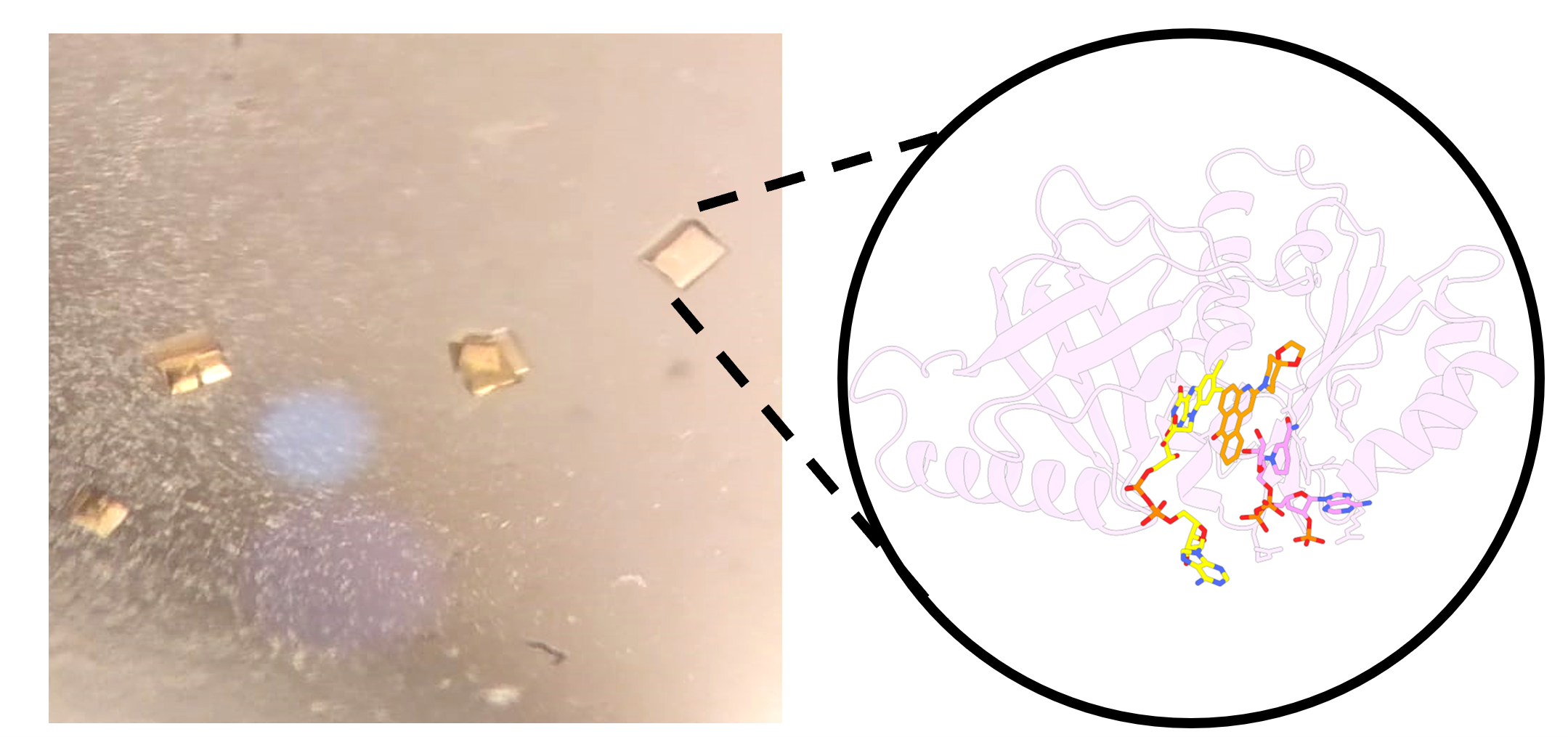 Unmasking the Potential of NOX Inhibitors: A Journey from Computational Design to Cancer Research