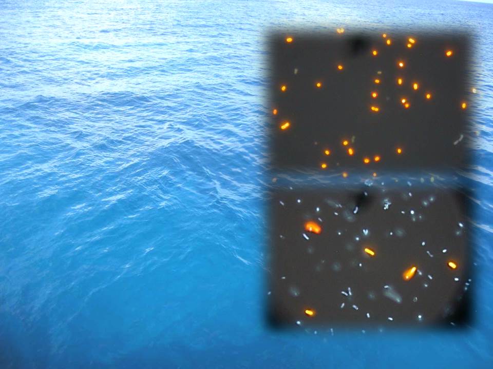 Nutrient cycling propels the oceans' engine