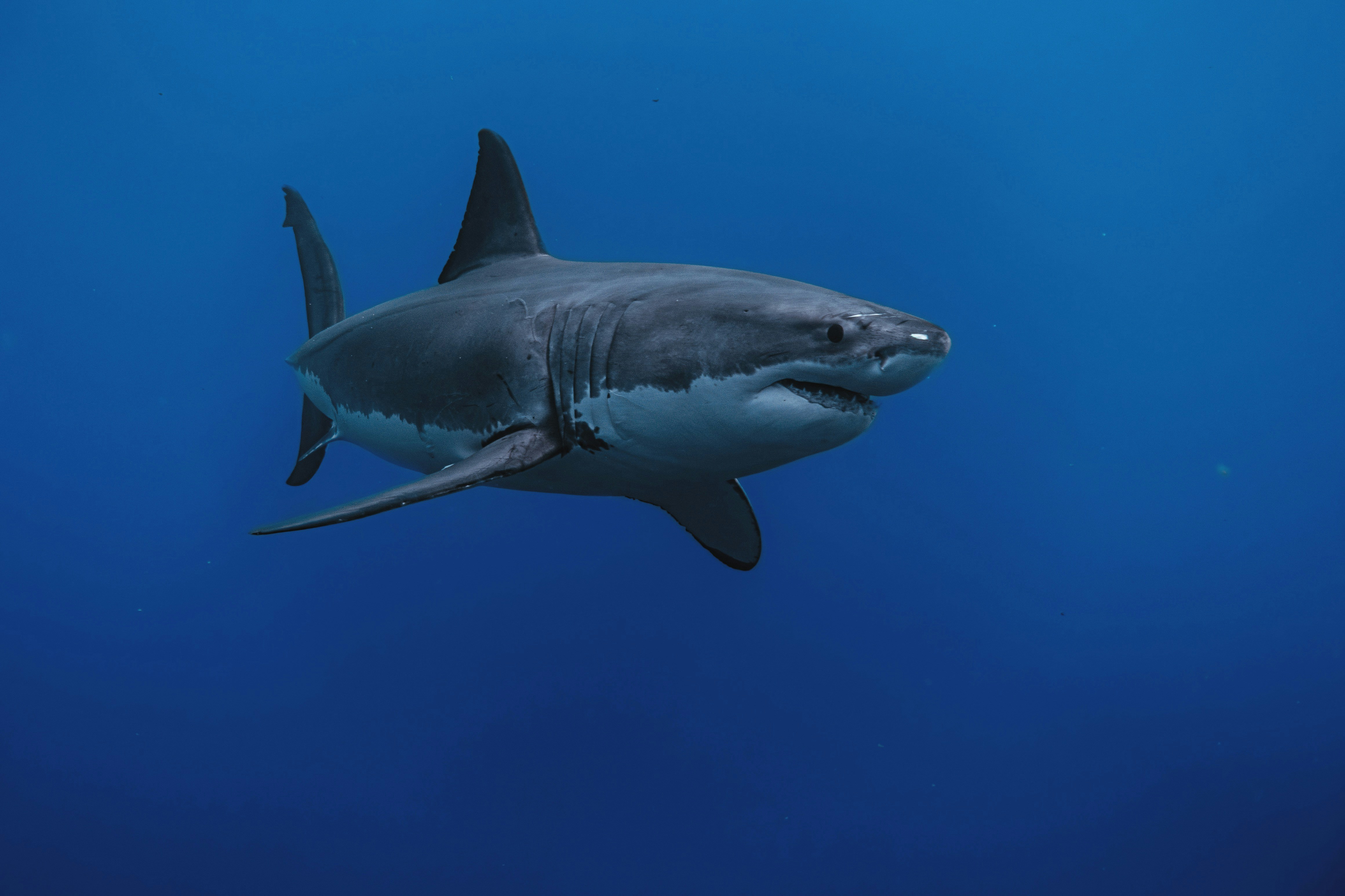 🦈Manufacturing Monsters – How Hollywood Demonised Sharks🎥 