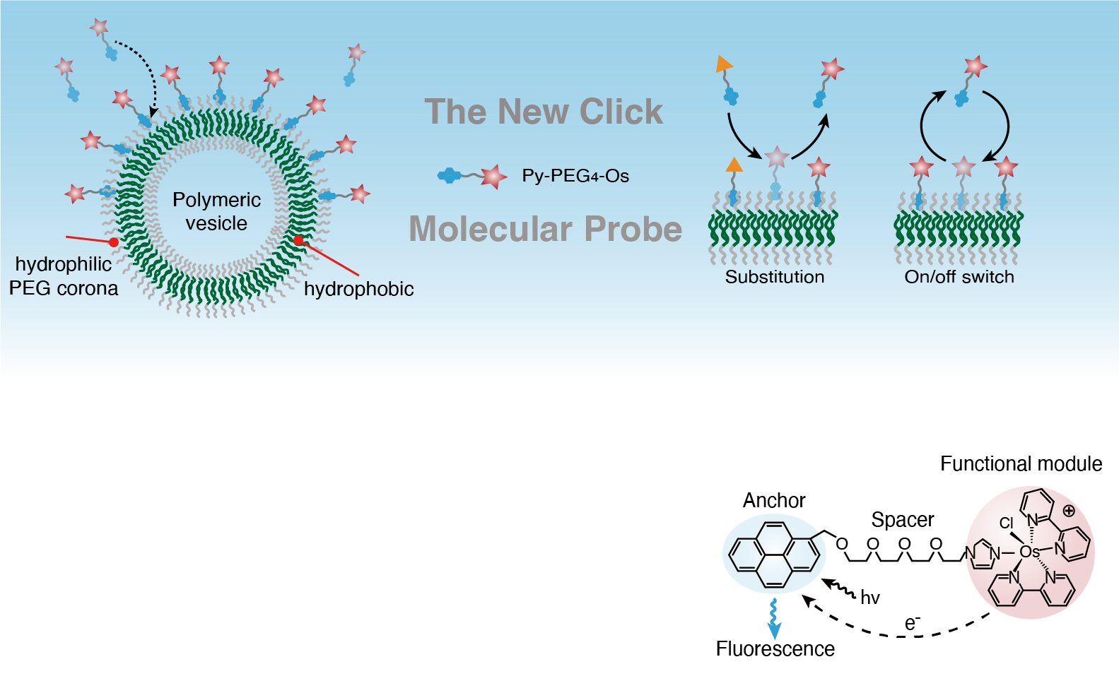 Adaptive insertion of a hydrophobic anchor into a poly(ethylene glycol) host for programmable surface functionalization