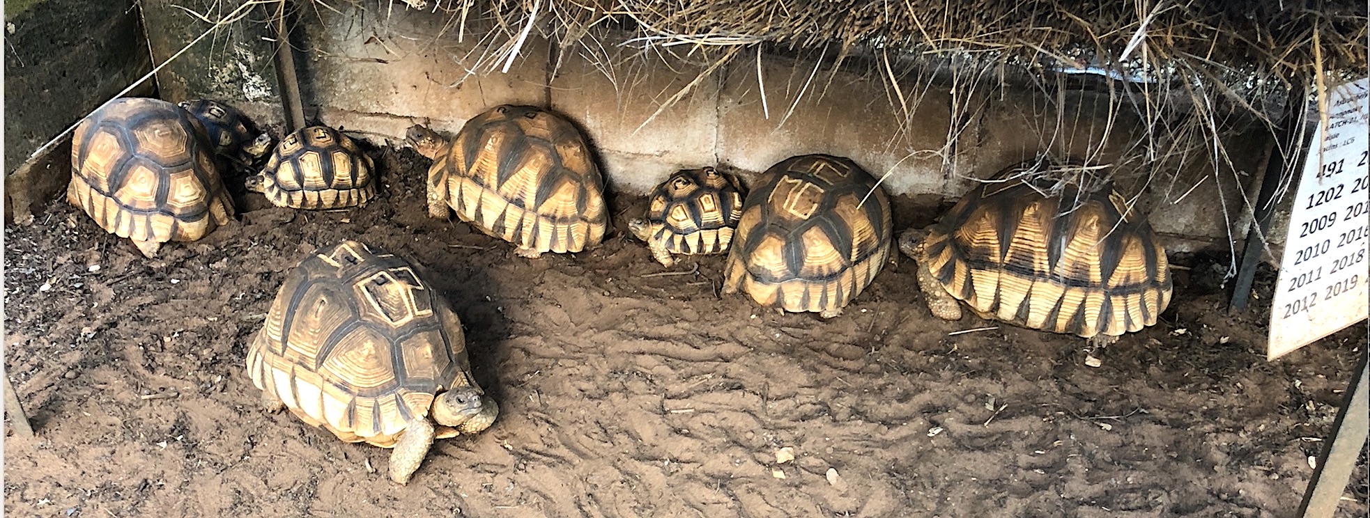 Causes and consequences of transnational environmental crime