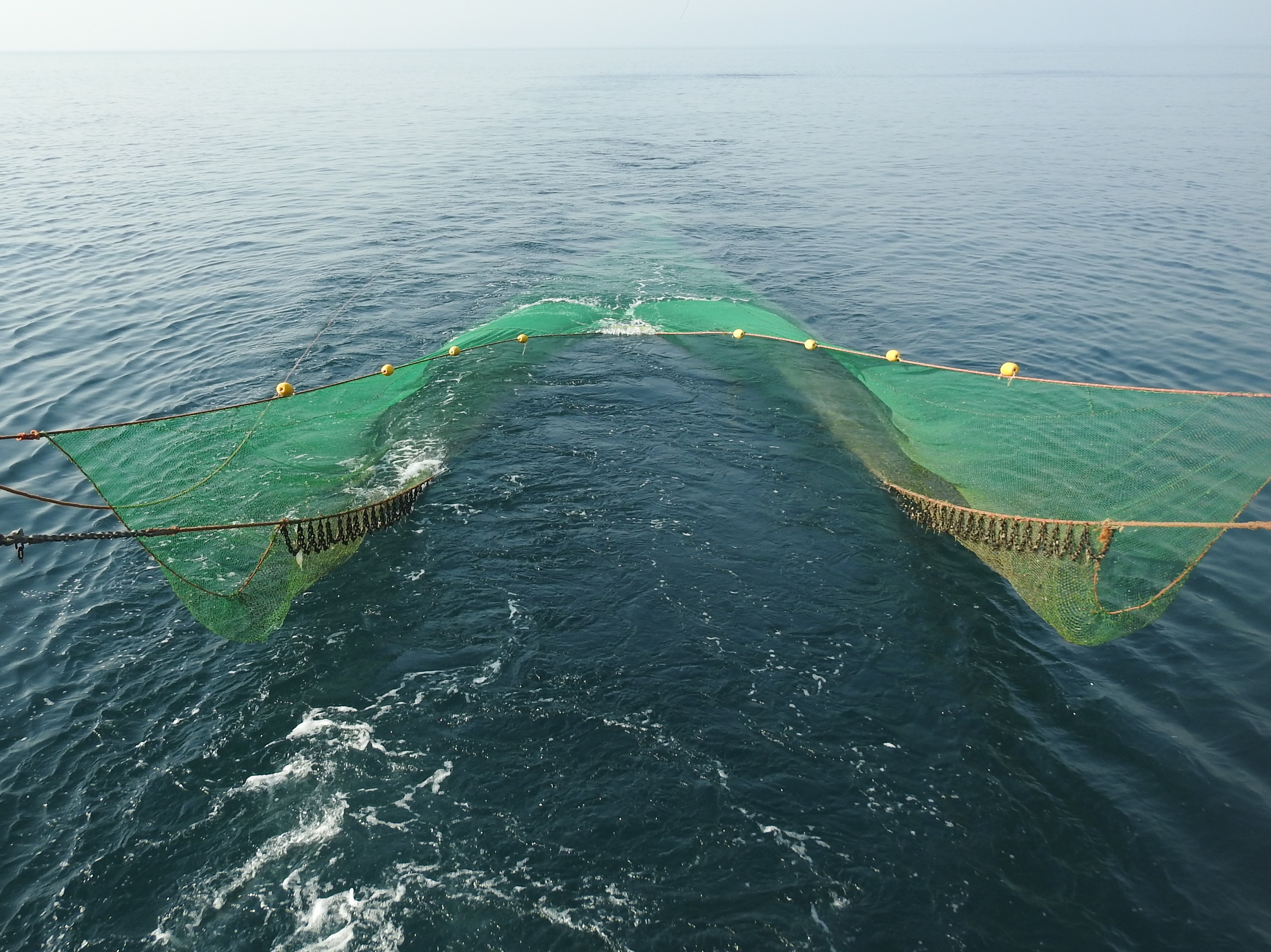 The modern economic warfare and nature conservation