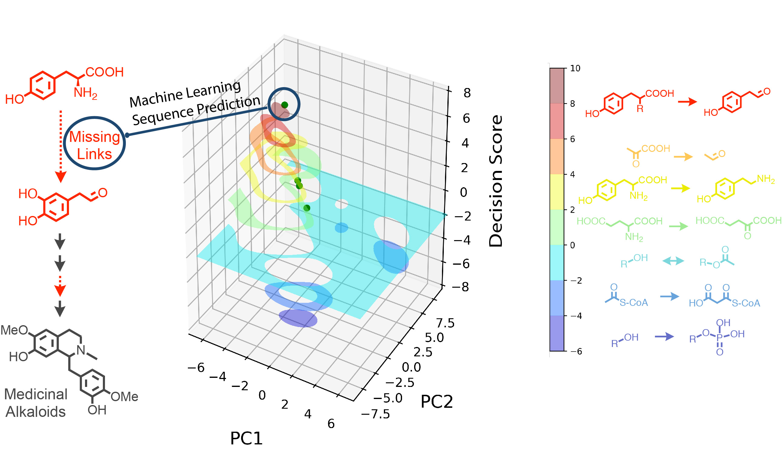 Machine learning discovery of missing links that mediate alternative branches to plant alkaloids