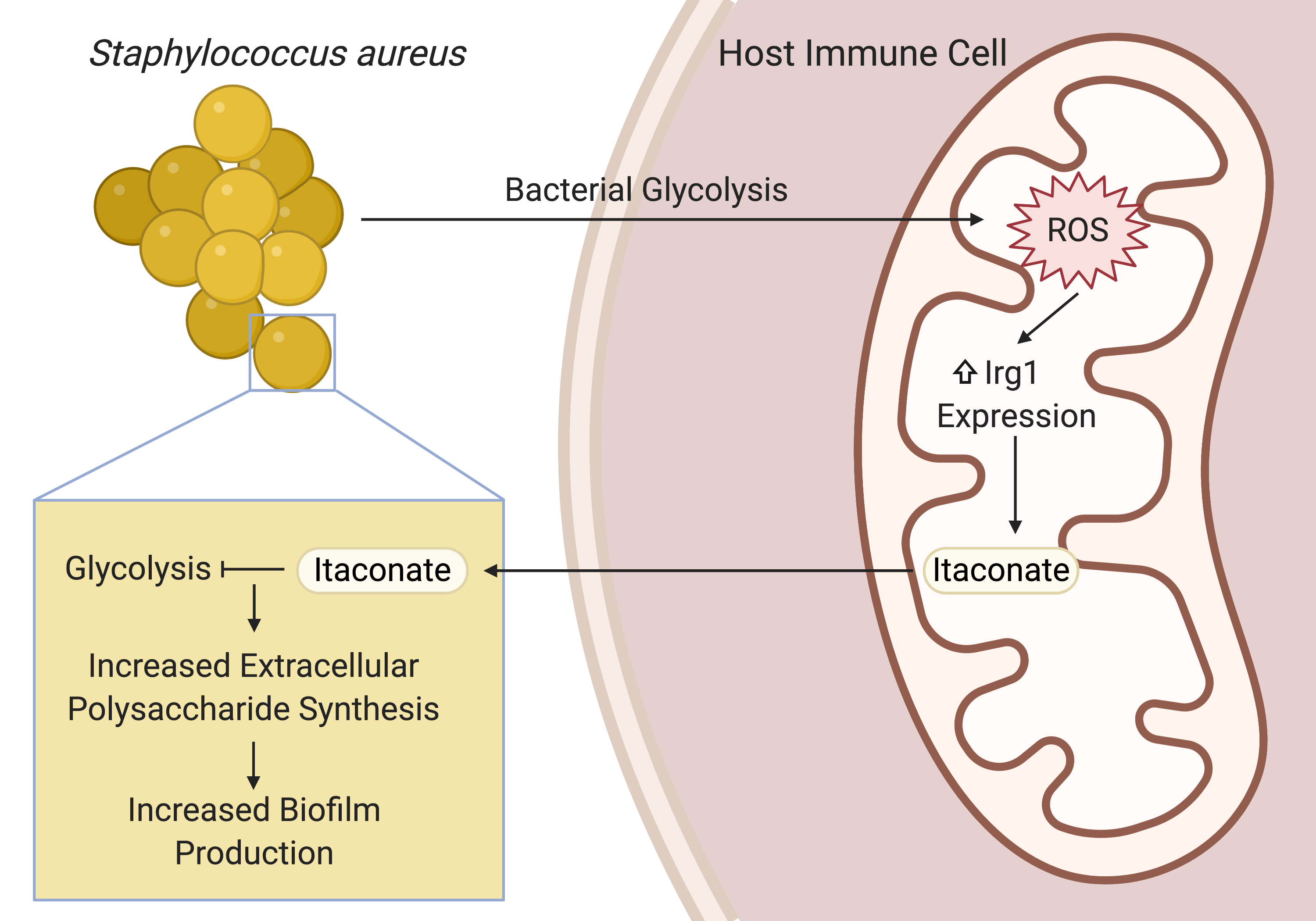 Host-pathogen metabolic crosstalk: S. aureus sticks around after inducing mitochondrial stress