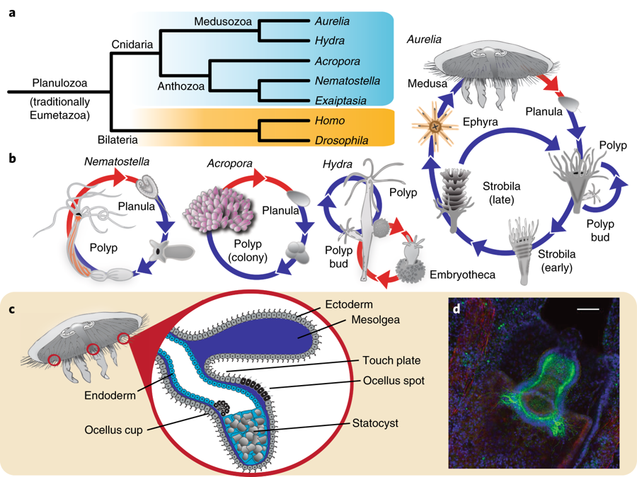 What can we learn from a jellyfish genome?