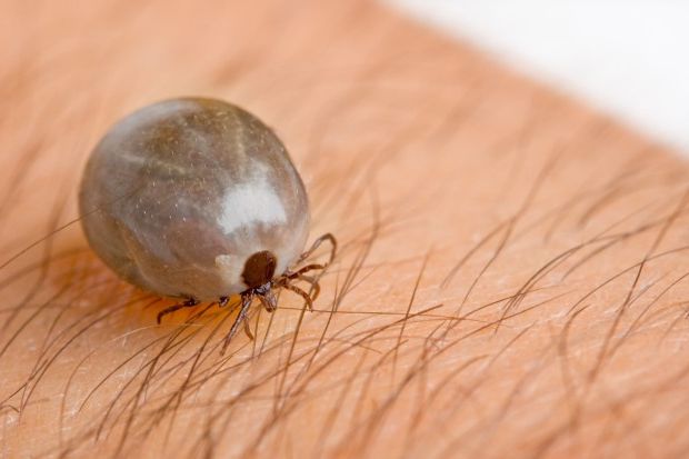 Tick bites and Lyme disease