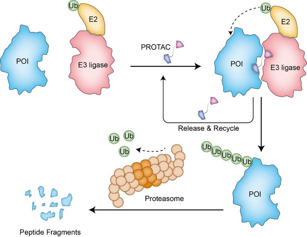 DeepPROTACs is a deep learning-based targeted degradation predictor for PROTACs