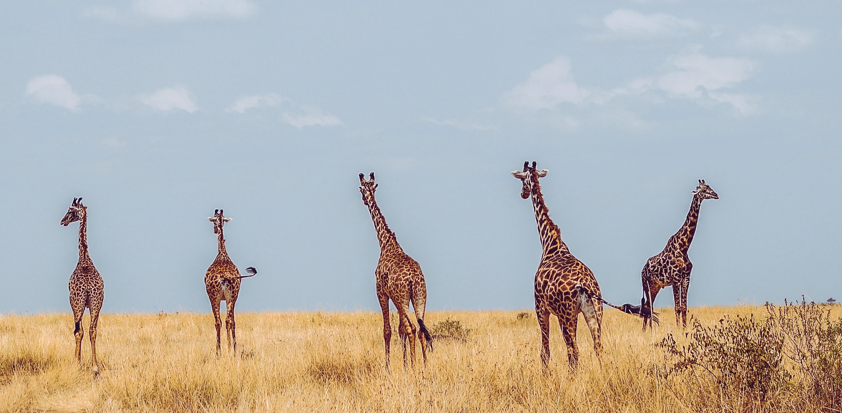 Strategy Development for Wildlife Conservation