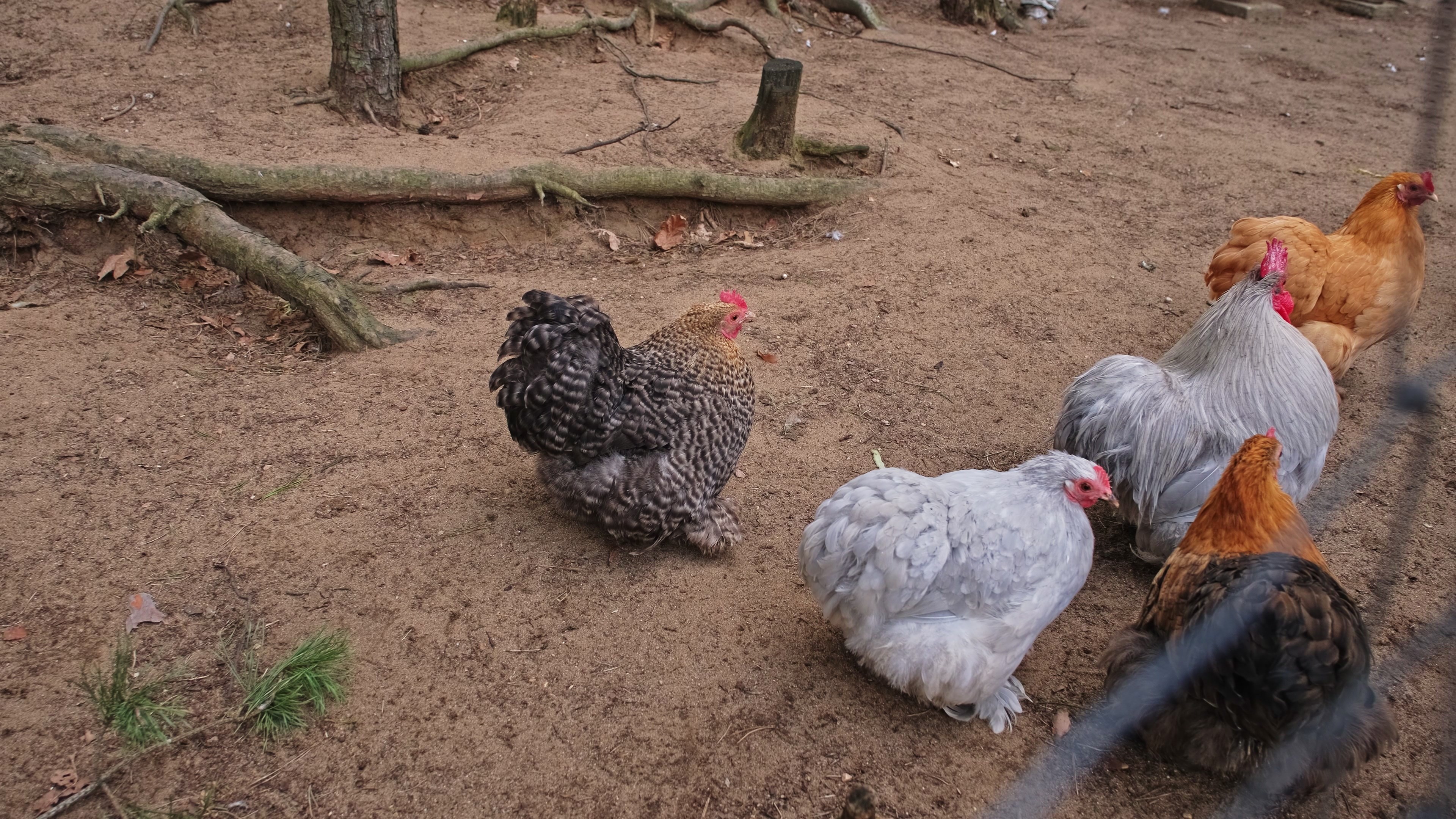 Call for Papers:  Isolation, Prevalence and Management of Salmonella in Poultry