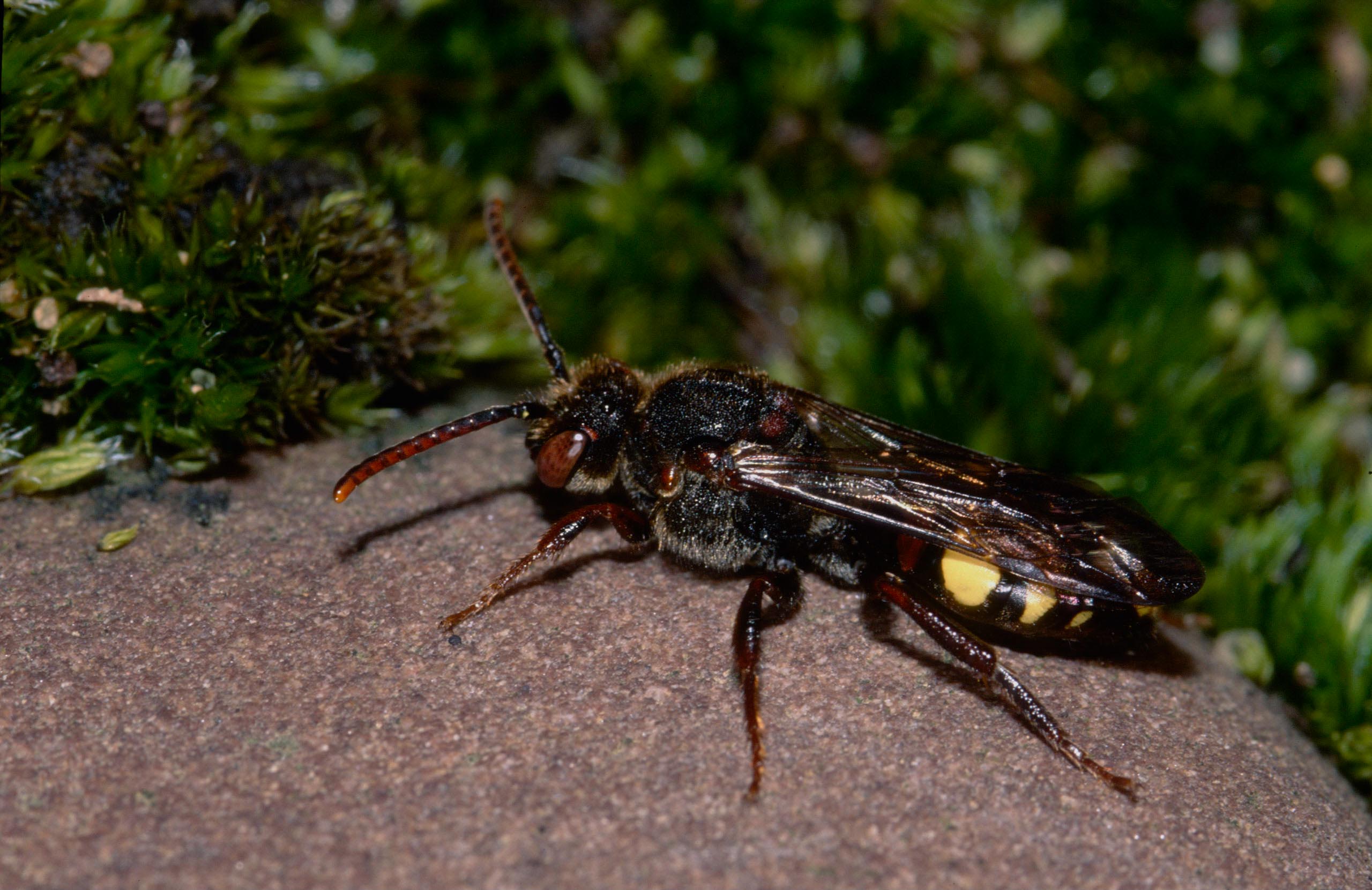 Solitary bees help to understand endosymbiont evolution