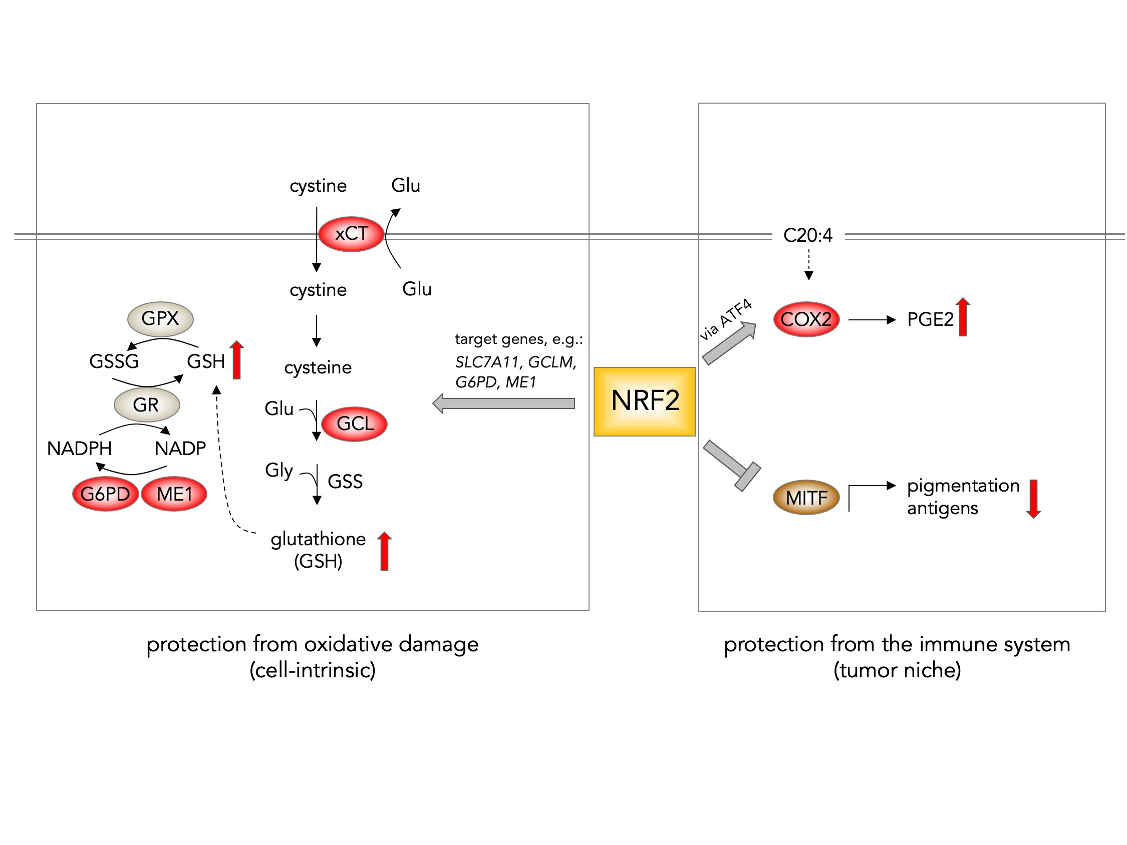 NRF2 combines antioxidant and immune-evasive effects in melanoma