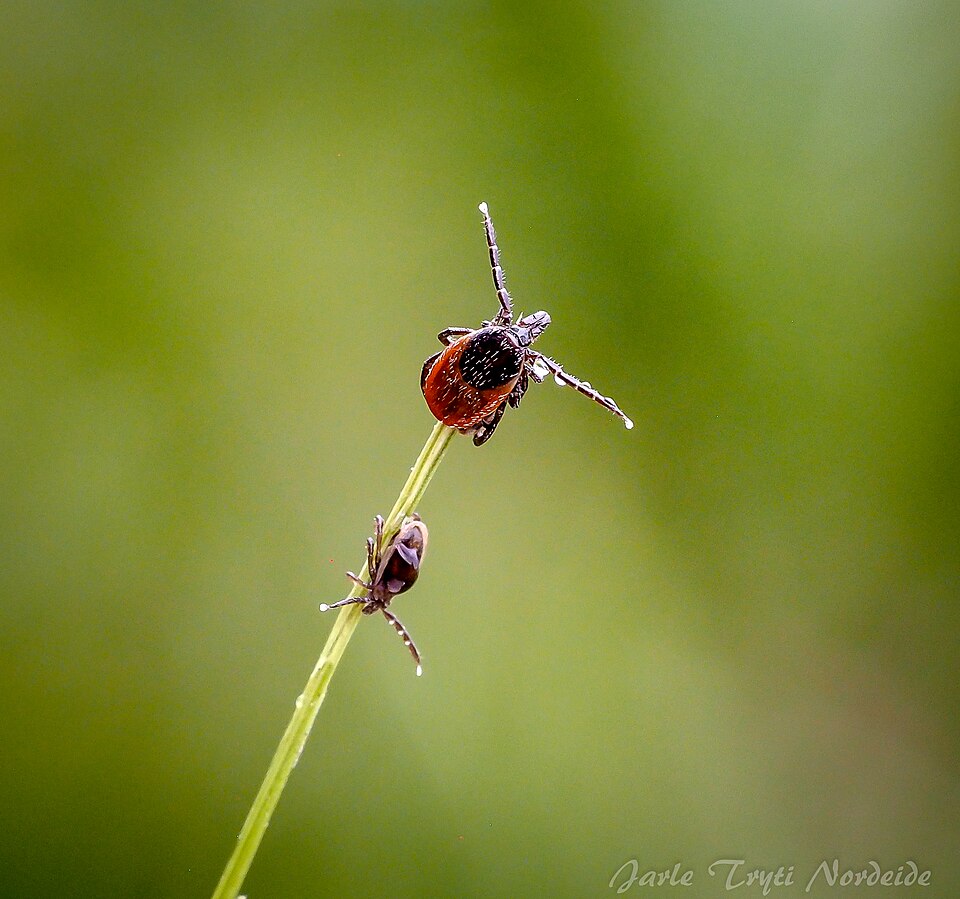 What have 40 years of climate change done to Europe's most common tick?