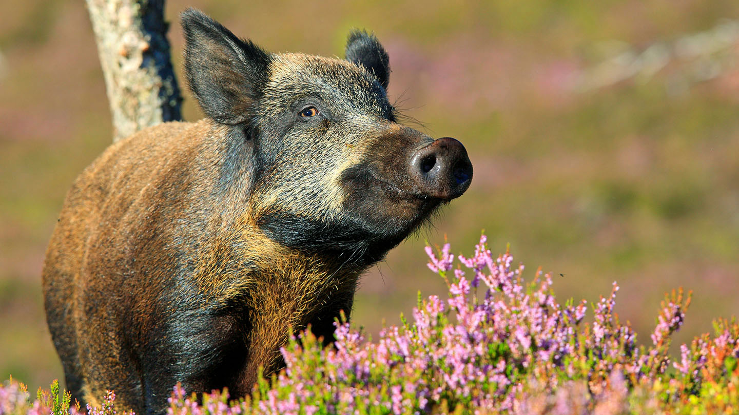Postdoc in data-driven wildlife modelling