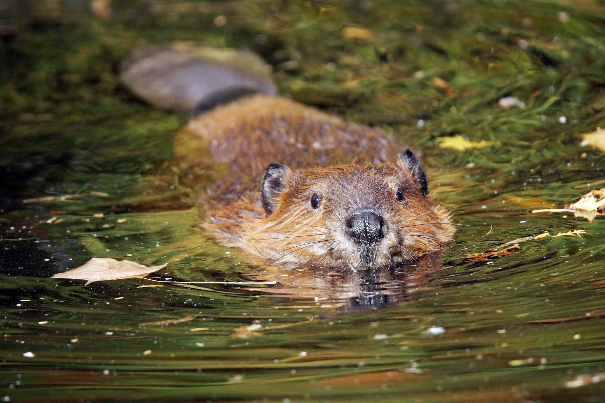 In-person workshop on beavers with Kent Wildlife Trust