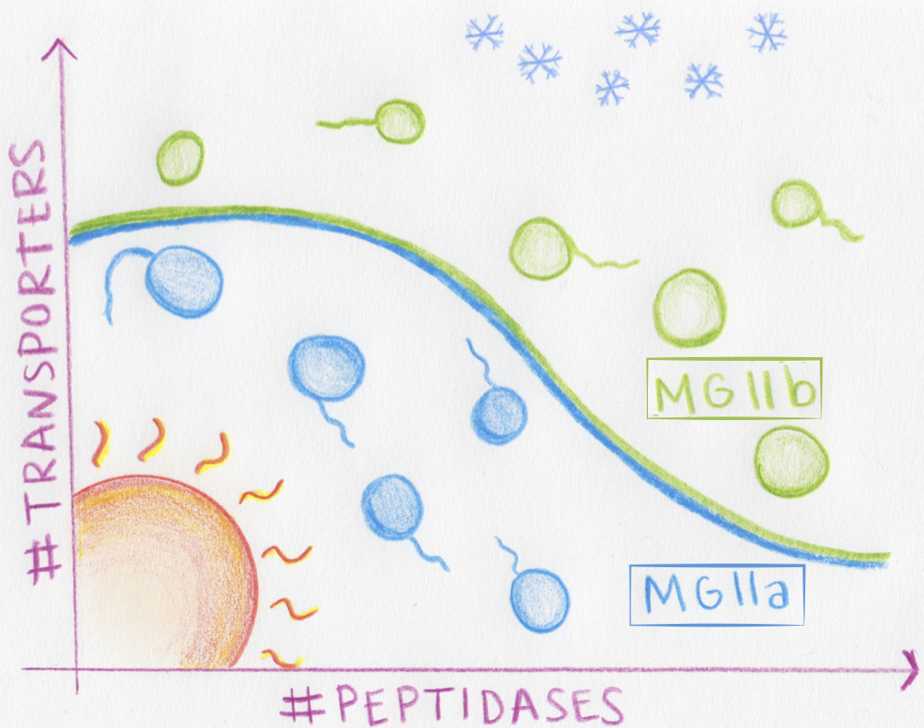 A tale of two archaeal families