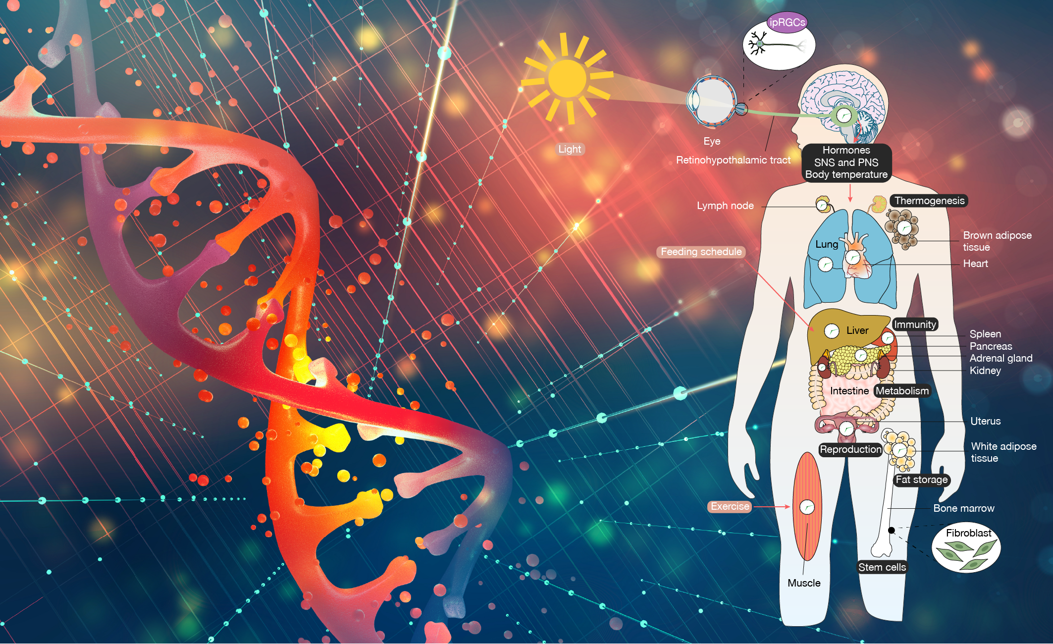 The Interplay of Circadian Rhythms, Biological Clocks, and Cancer Pathogenesis