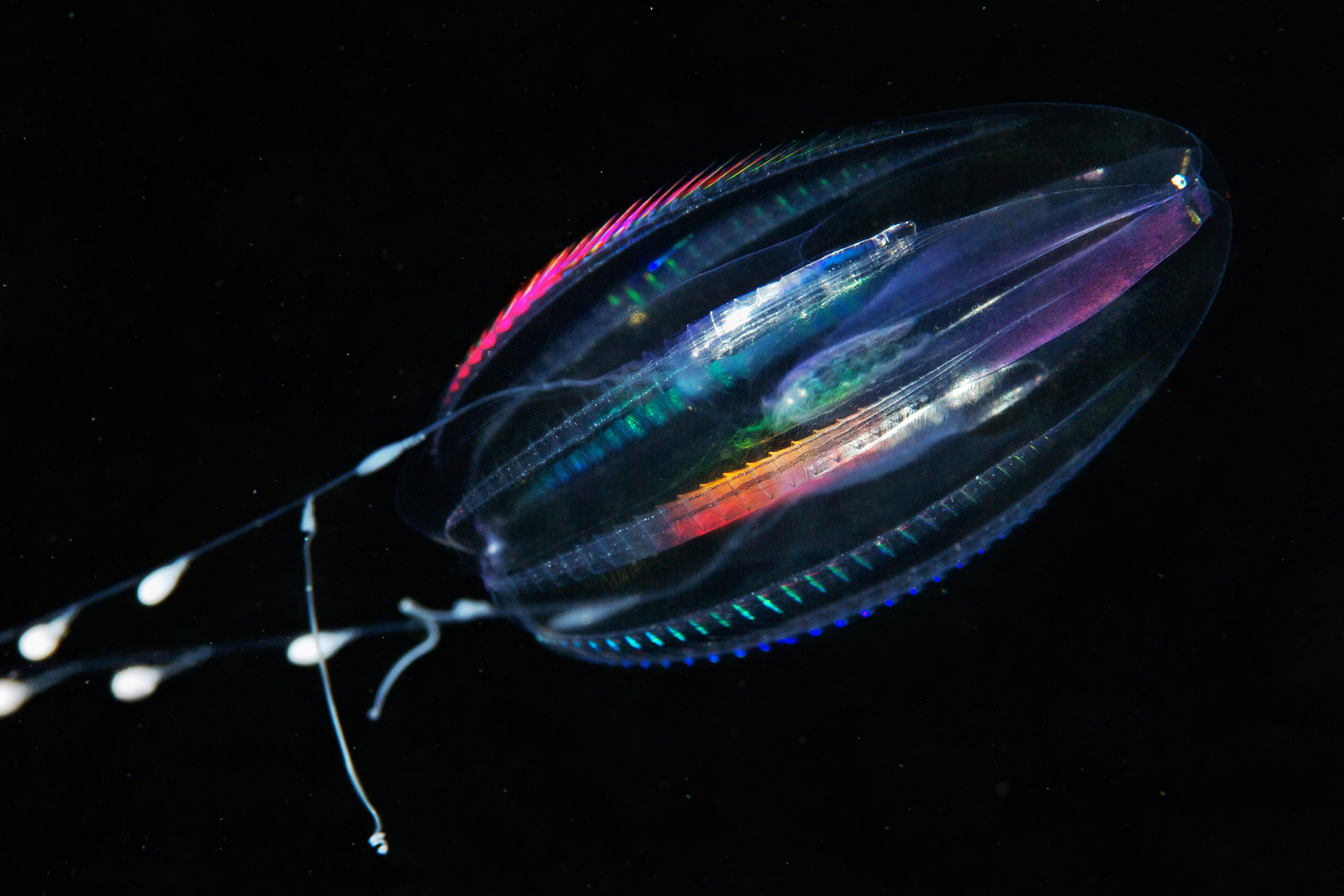 Which are our most distant animal relatives?