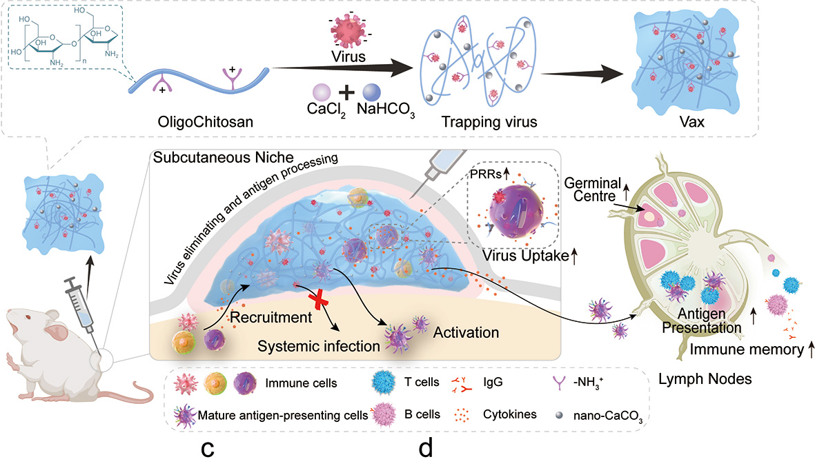 A novel virus-to-vaccine strategy: building a virus-entrapped hydrogel micro-factory