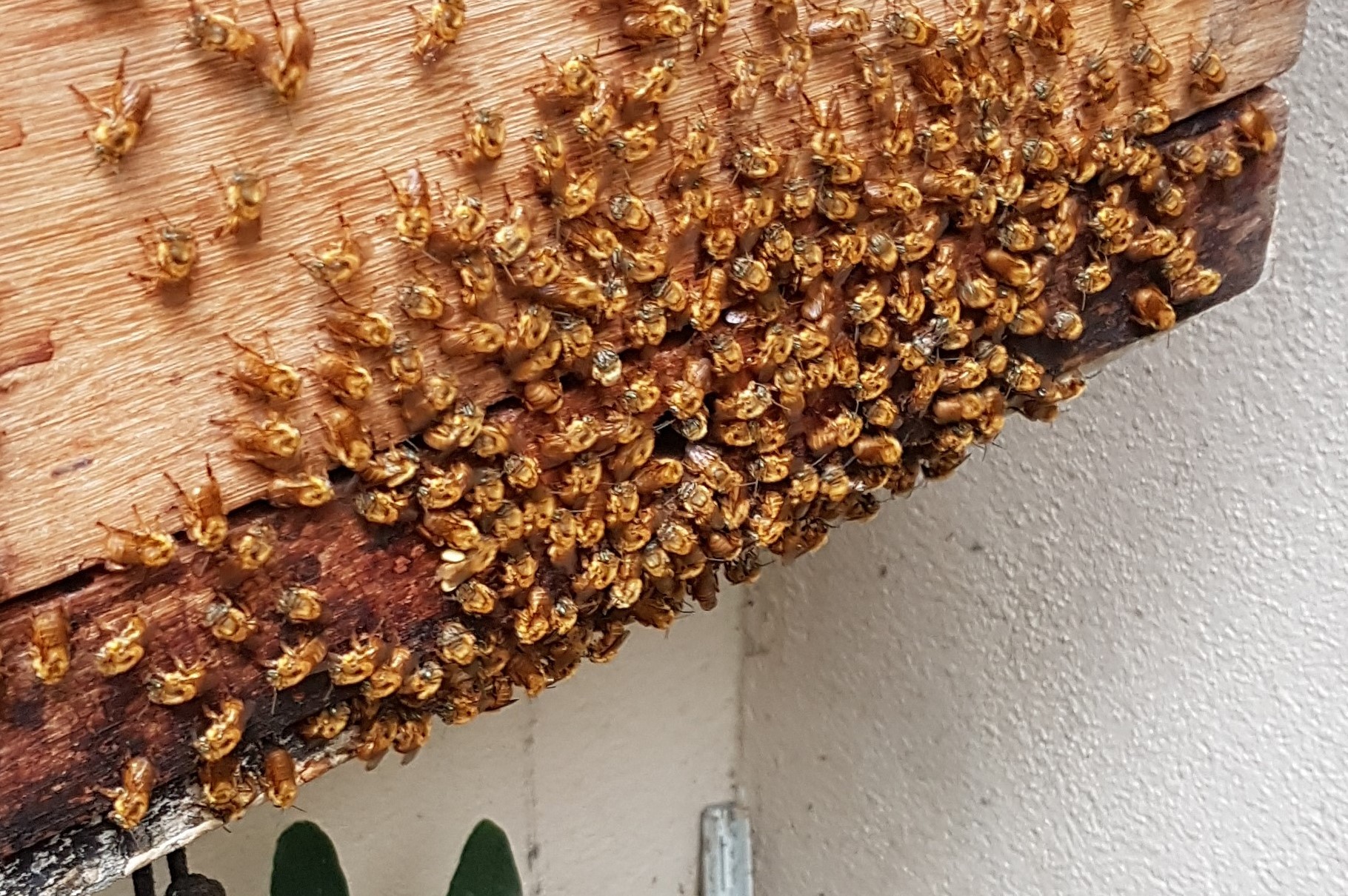 The break-up of a long-term (microbial) relationship in stingless bees