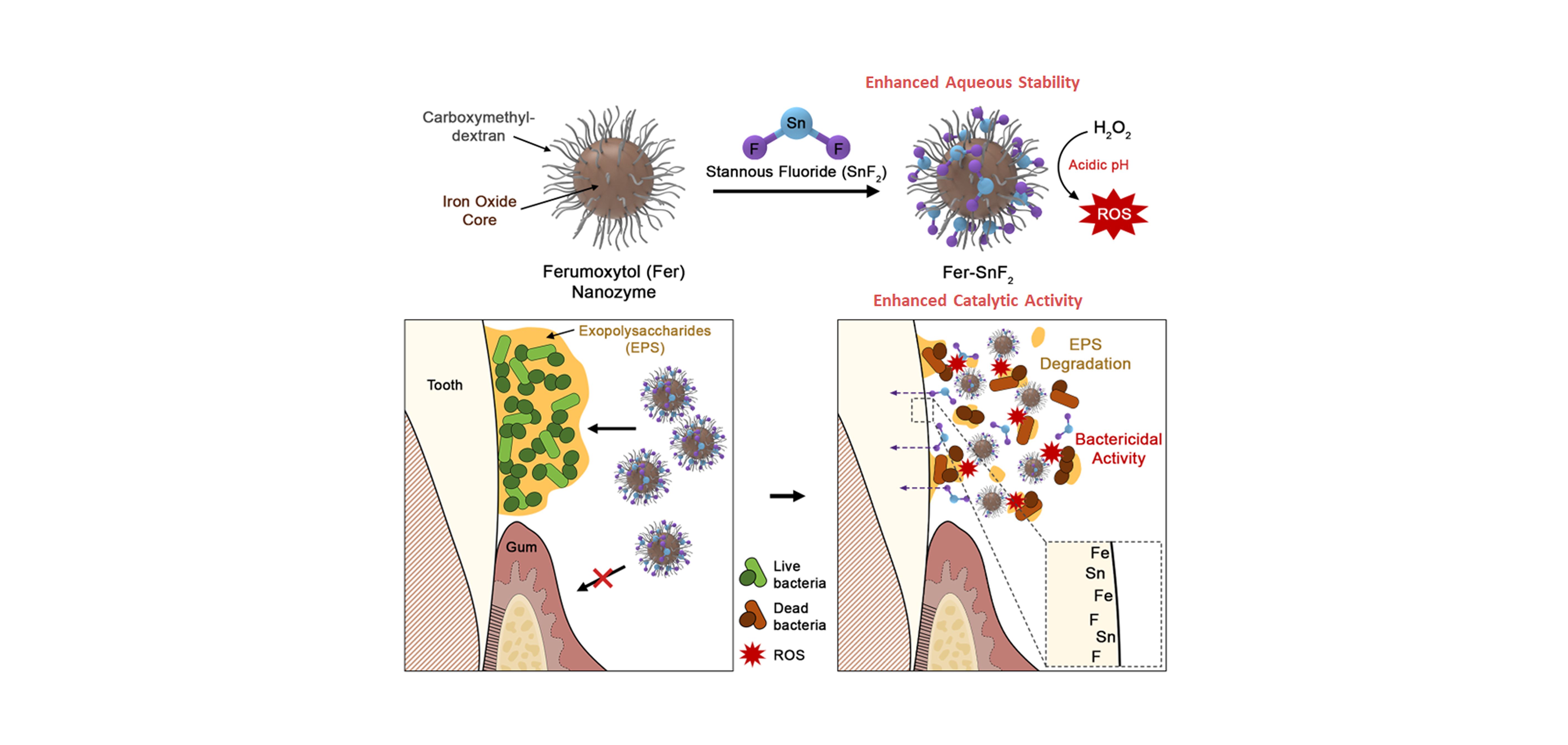 Iron oxide nanozymes stabilize stannous fluoride for targeted biofilm killing and synergistic oral disease prevention