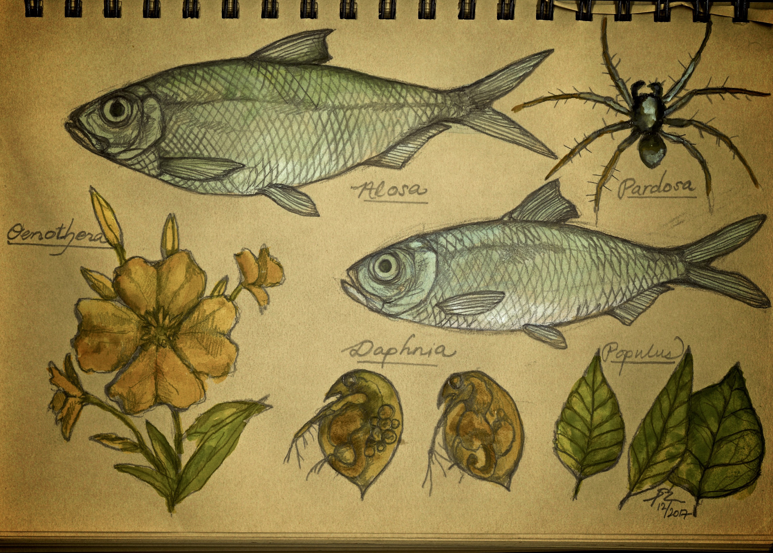 How variation within species links ecology and evolution