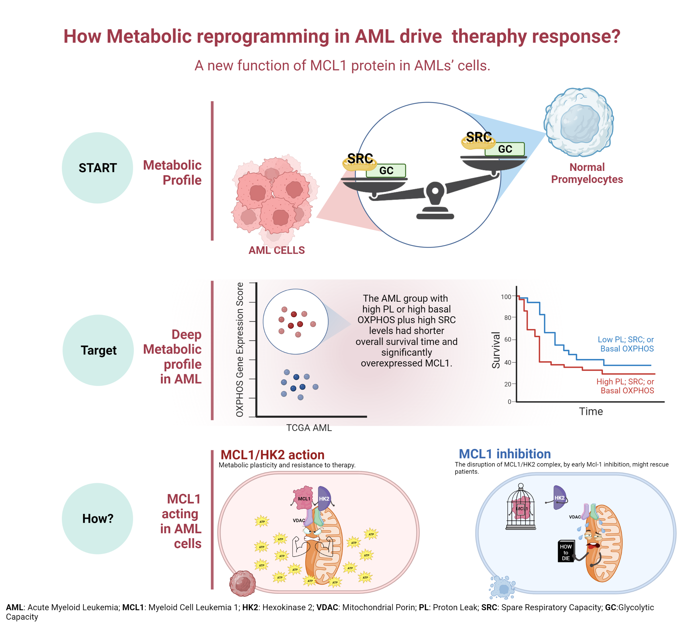 MCL1 regulates AML cells metabolism via direct interaction with HK2. Metabolic signature at onset predicts overall survival in AMLs’ patients