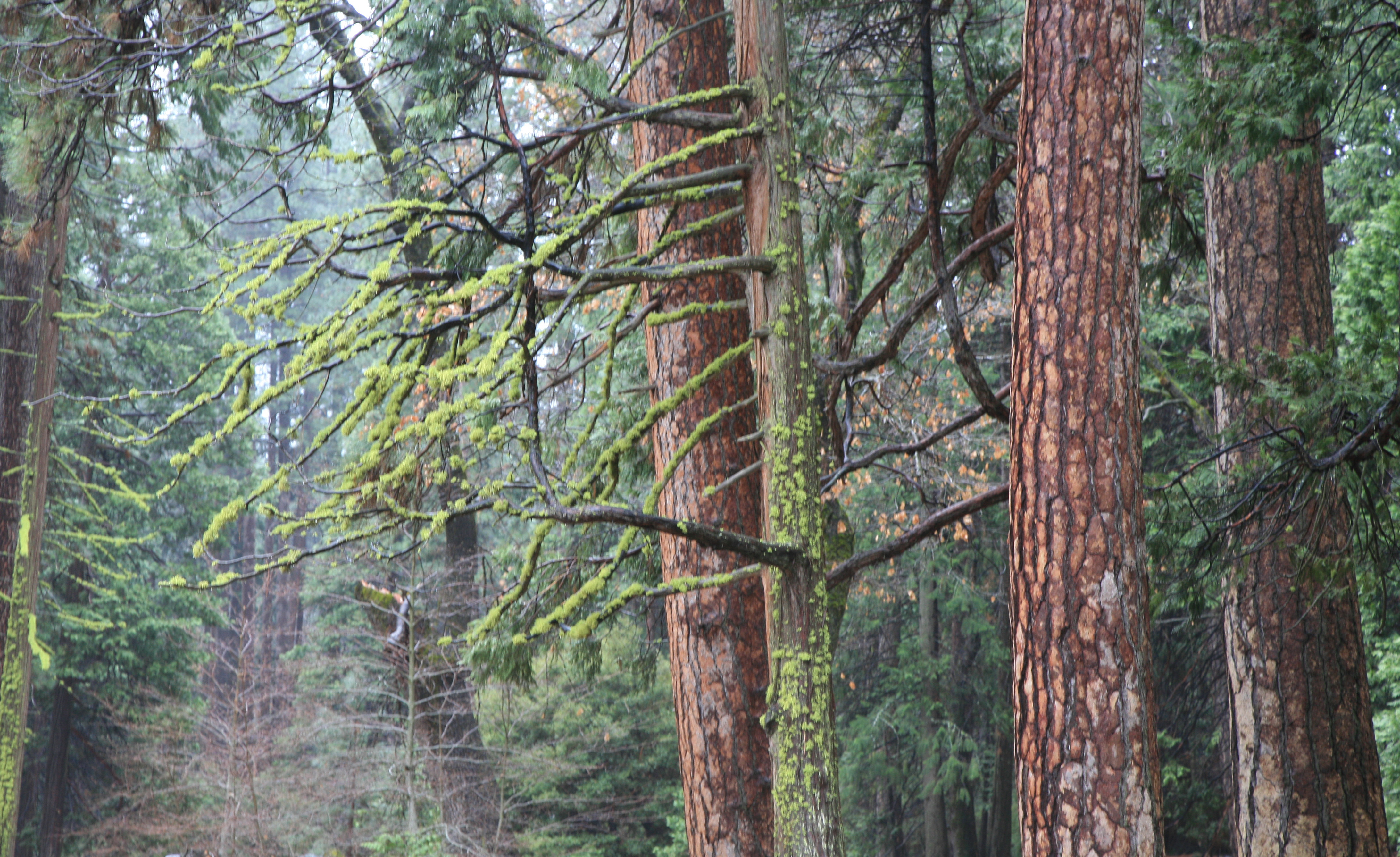 Dynamic allometric scaling of tree biomass and size