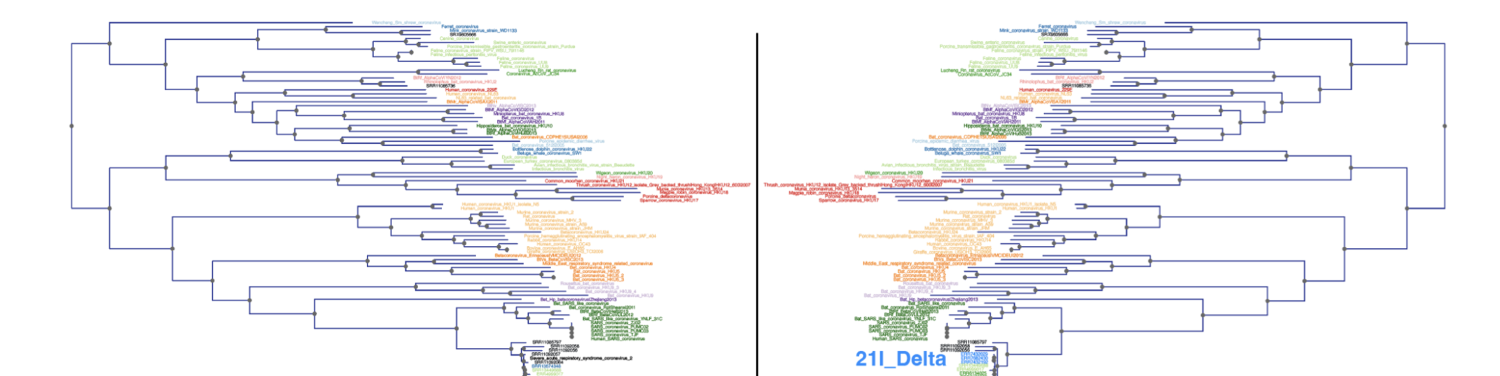 Read2Tree infers phylogenetic trees from raw sequencing reads quick and easy
