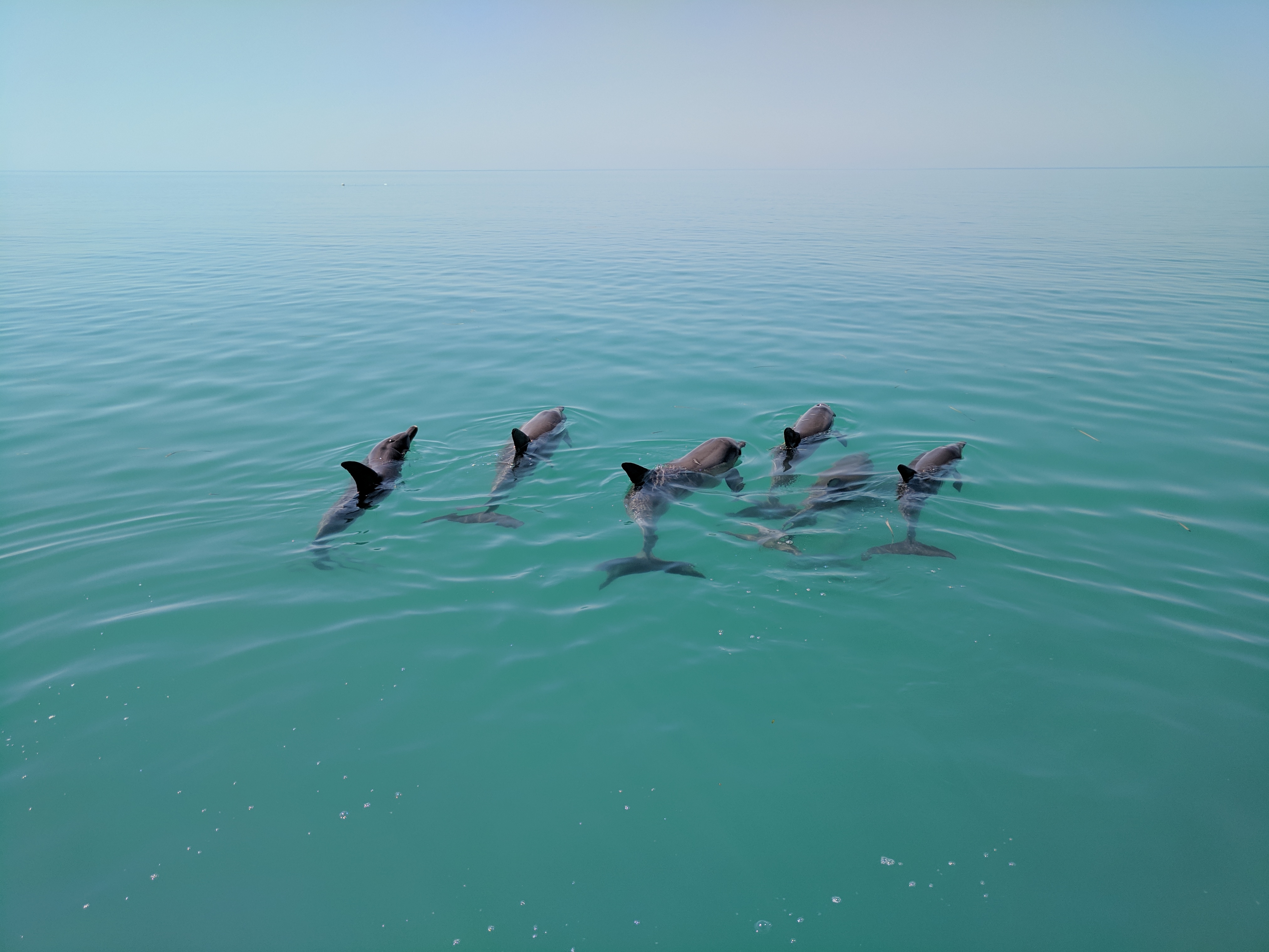 Dolphin social 'personalities' last a lifetime