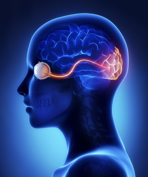 Project Outline: Linking Retinal Vascular Injury to Central Visual Processing—An LGN-Focused Study of Retinal Vein Occlusion