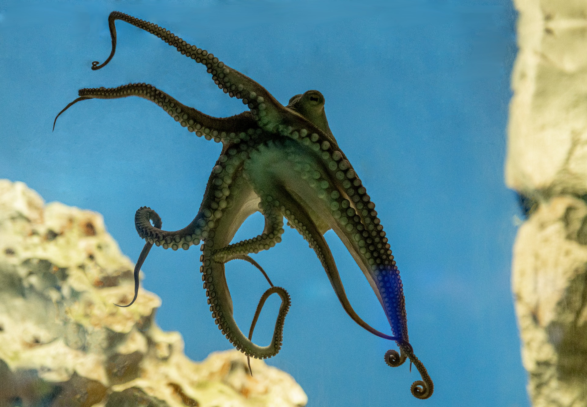 How smart is an octopus?