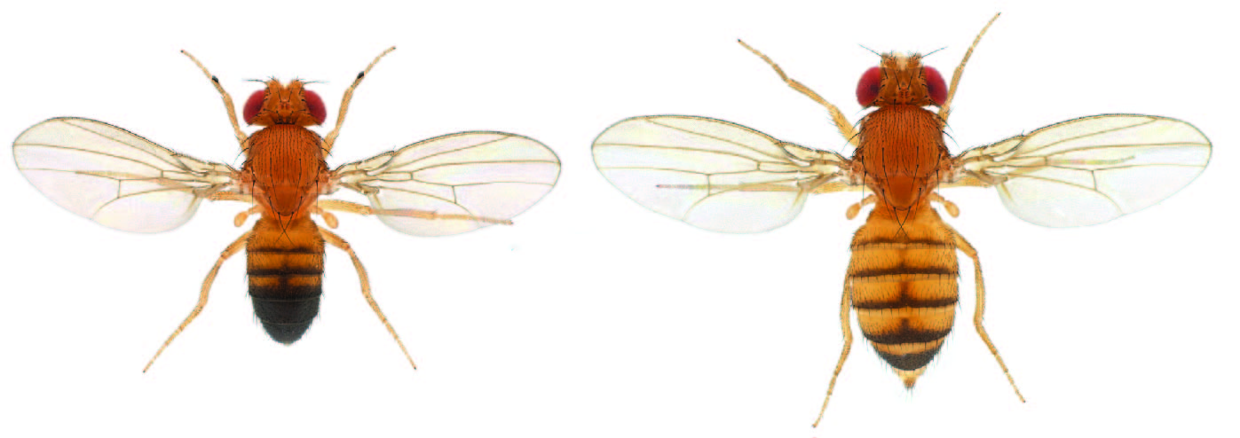 Species-specific duplicate genes help resolve sexual conflict while evolving essential sex-specific functions
