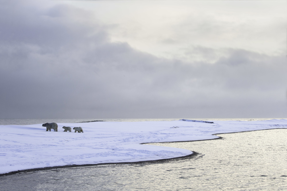 Polar bear microbiota in a changing world