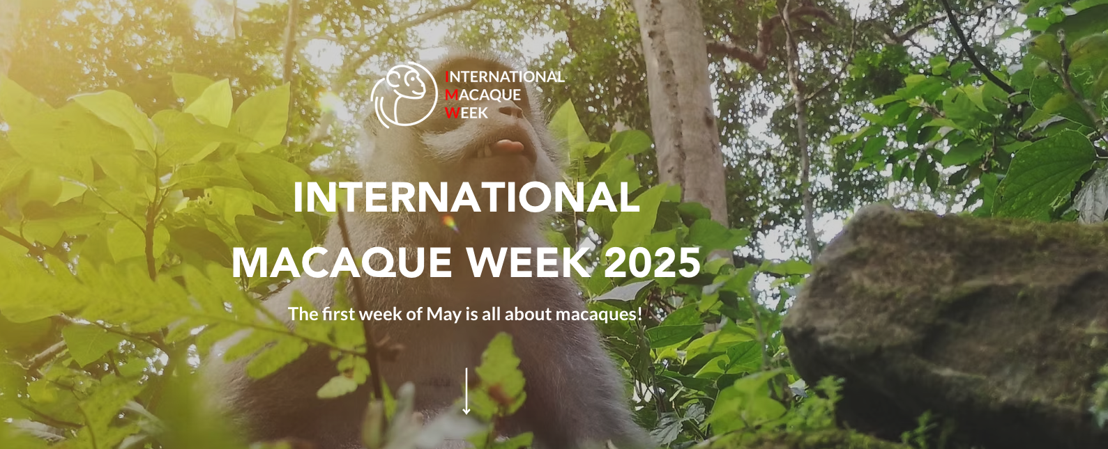 International Macaque Week 2025