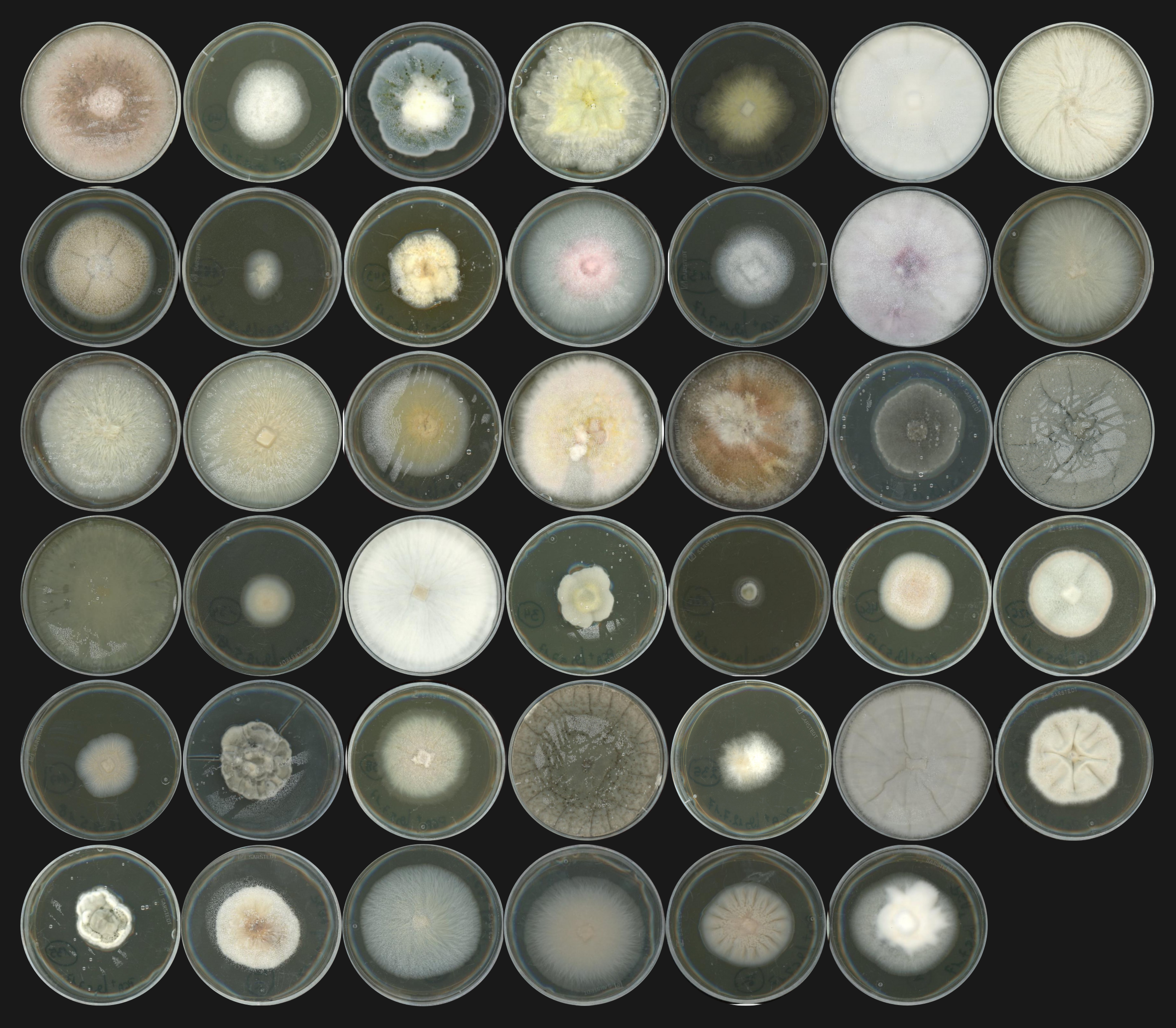 Fungi in plant roots: friends, enemies or frenemies?