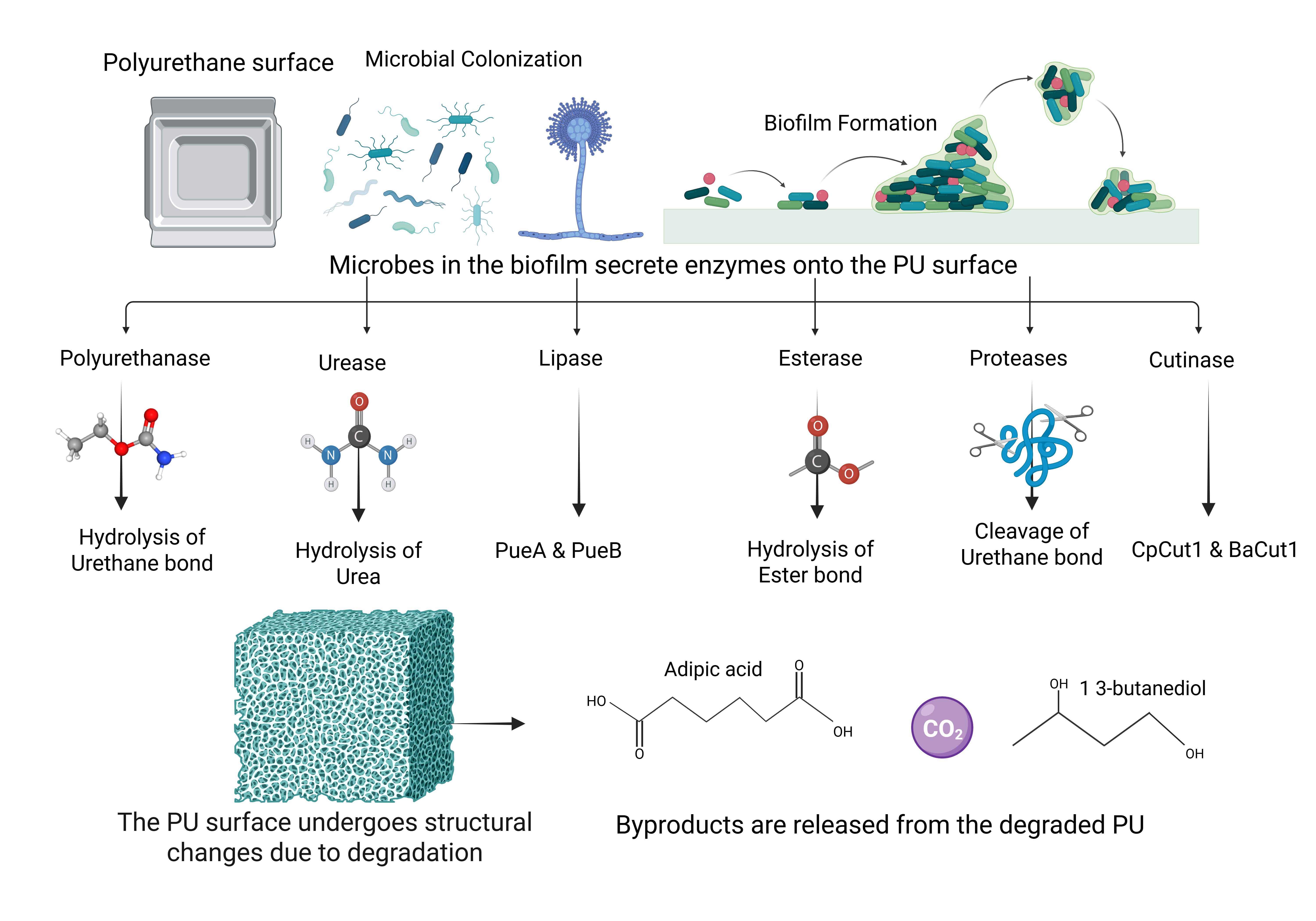 Tackling the Polyurethane Pollution Crisis Through Microbial Solutions
