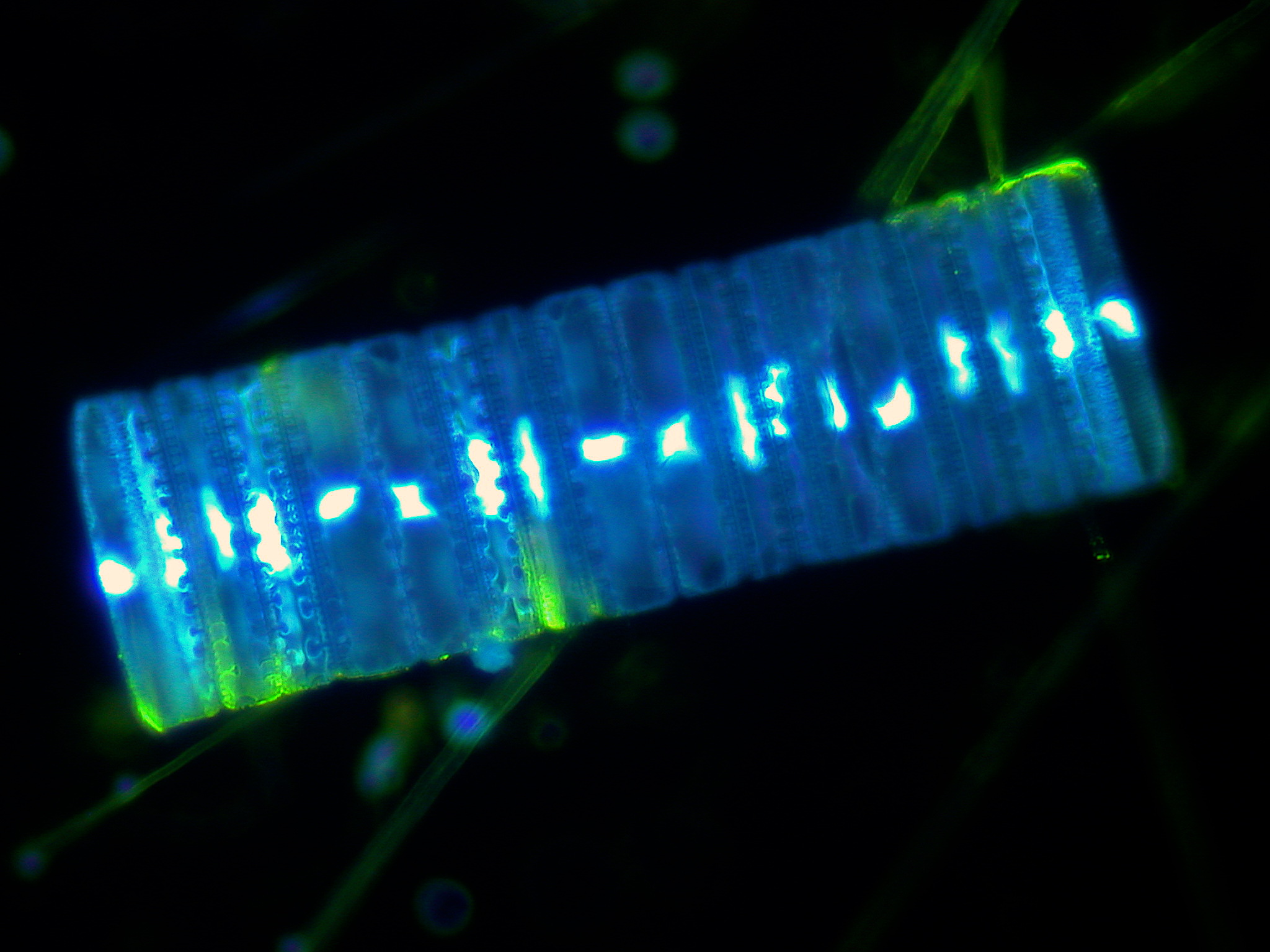 Efficiencies in diatom nitrogen metabolism underscore their success