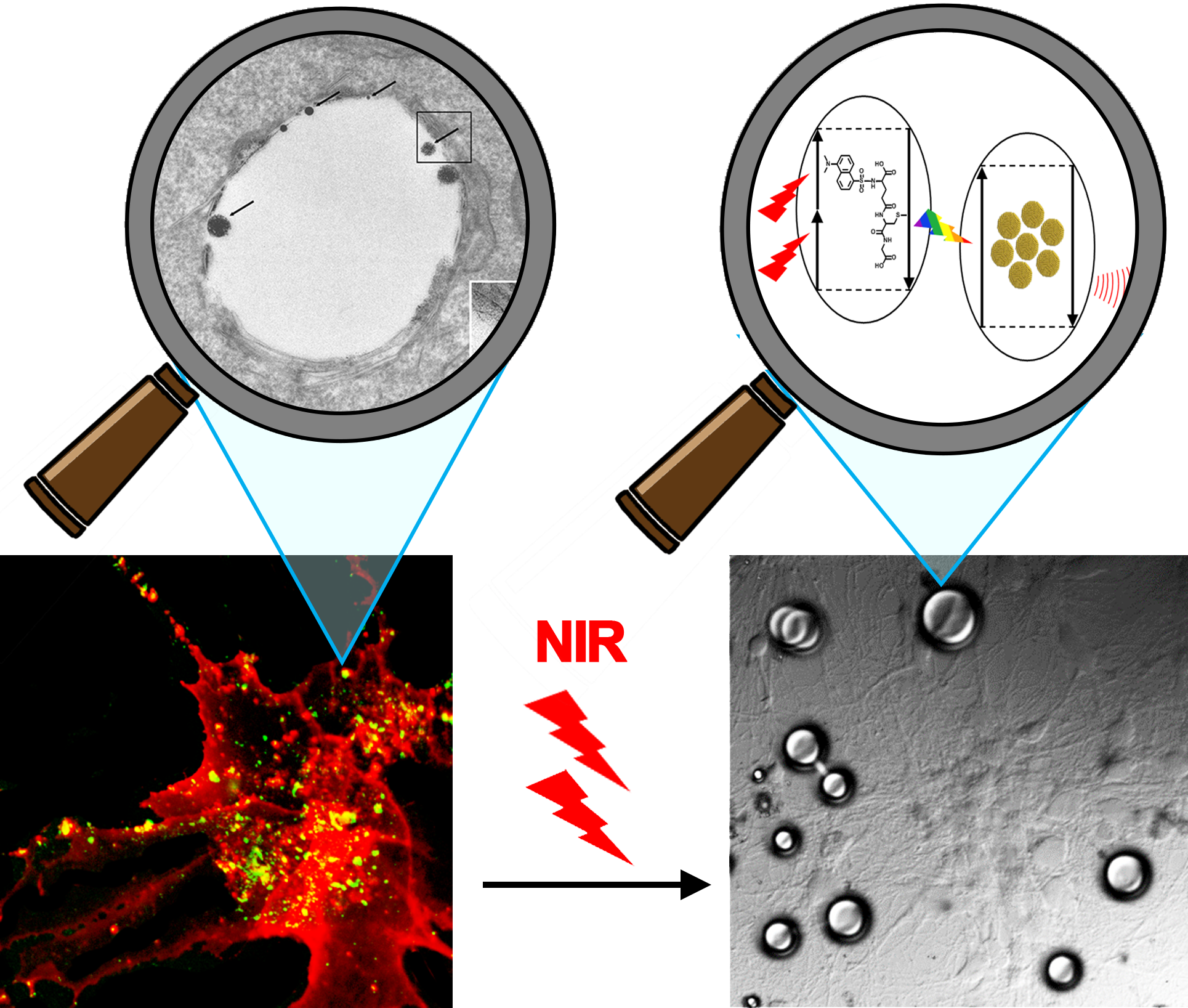 NIR Photoablation of Cancer Cells