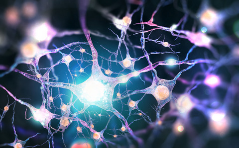 Special Issue: Neurobiology