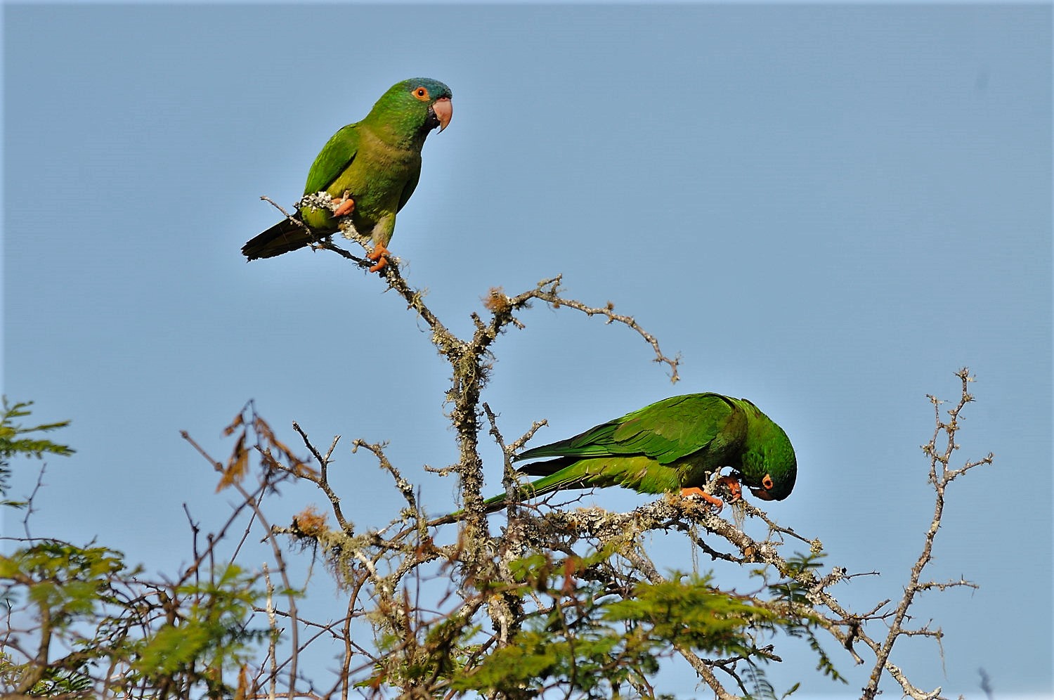 The mistrust as ally